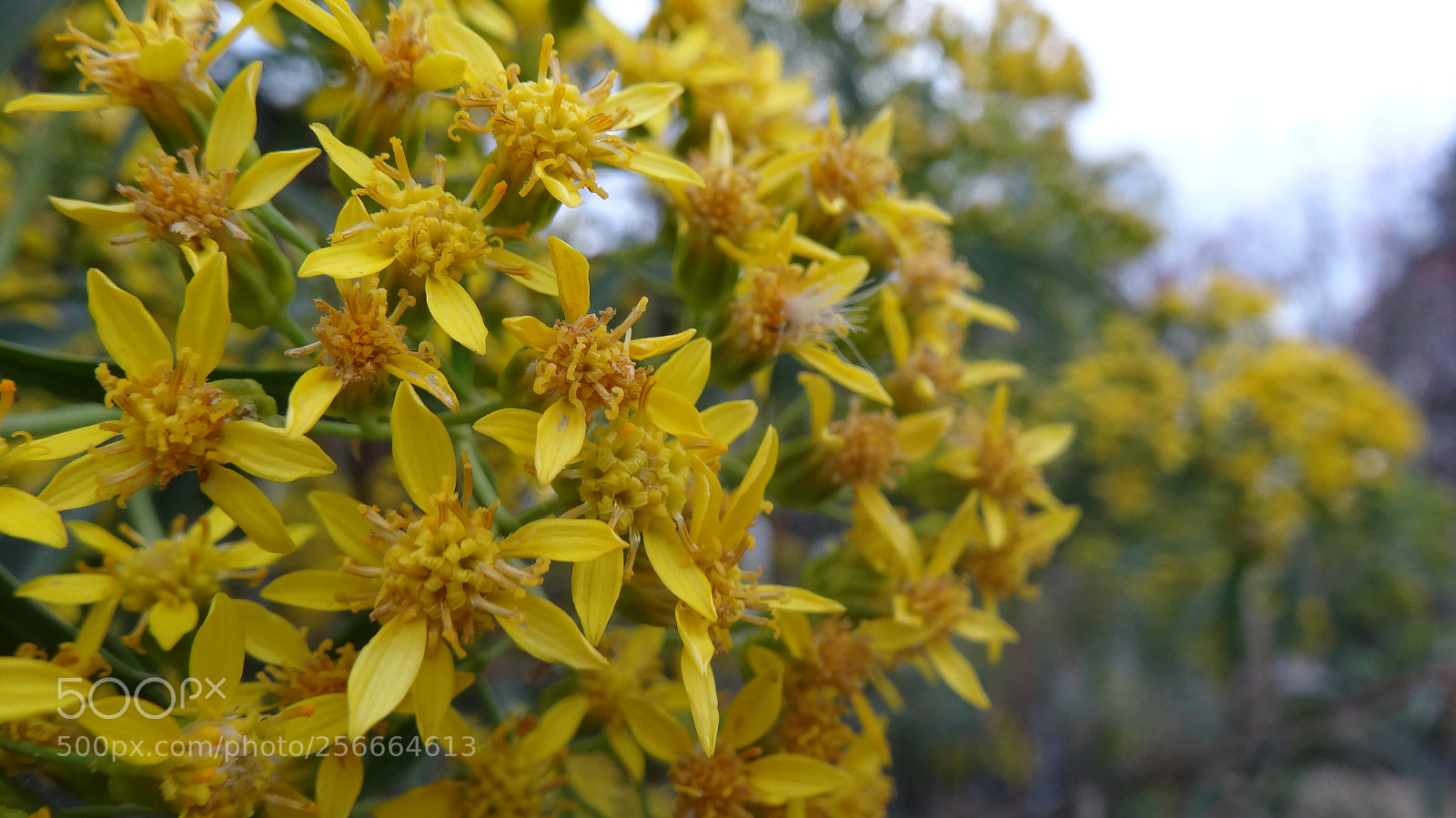 Sony Cyber-shot DSC-HX20V sample photo. Yellow photography