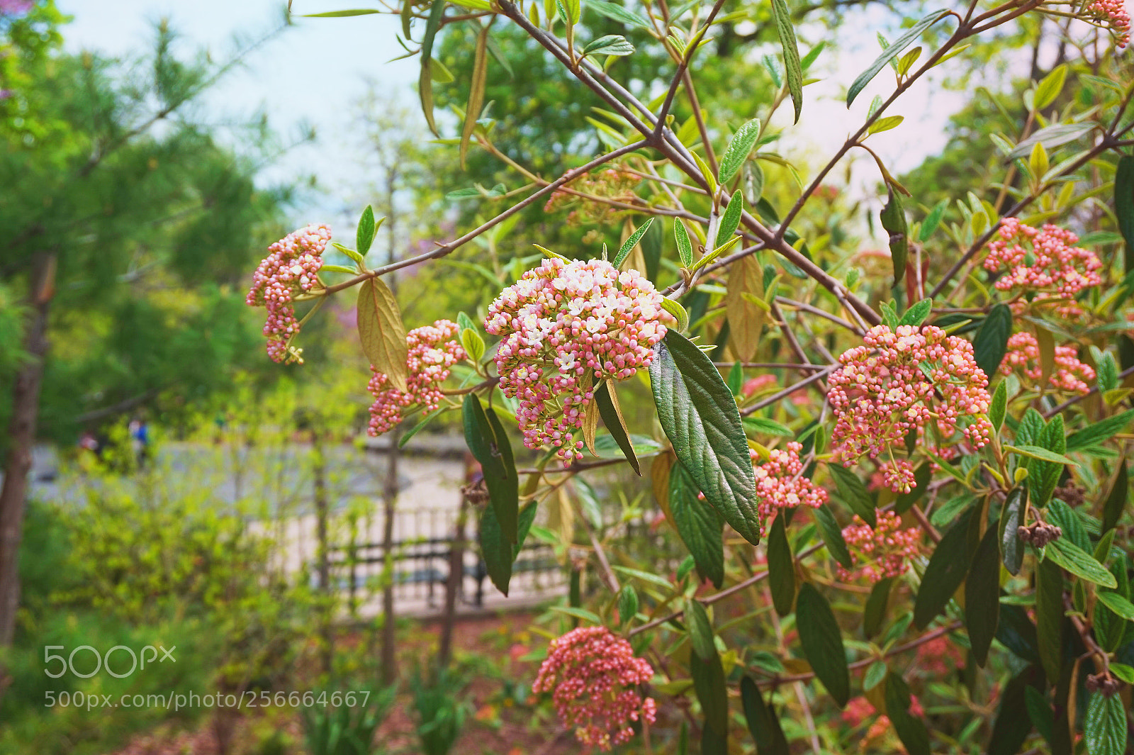 Sony Alpha a5000 (ILCE 5000) sample photo. Pink buds photography