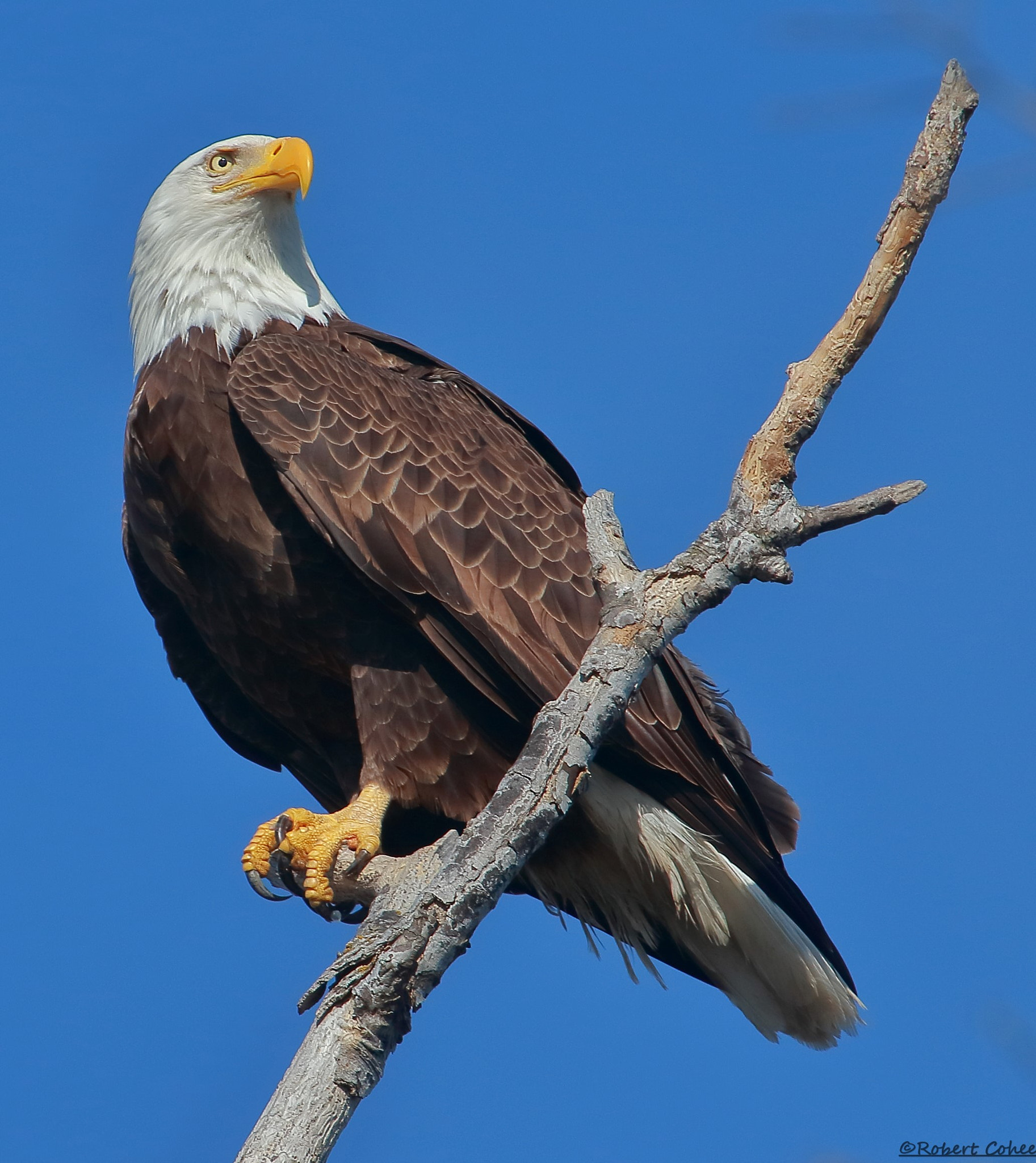 Canon EOS 7D Mark II + Canon EF 100-400mm F4.5-5.6L IS USM sample photo. Bald eagle male photography