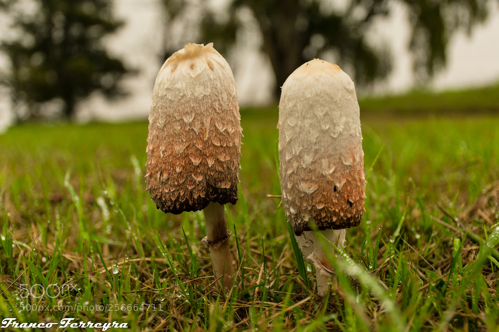 Nikon D3400 sample photo. Fungi photography