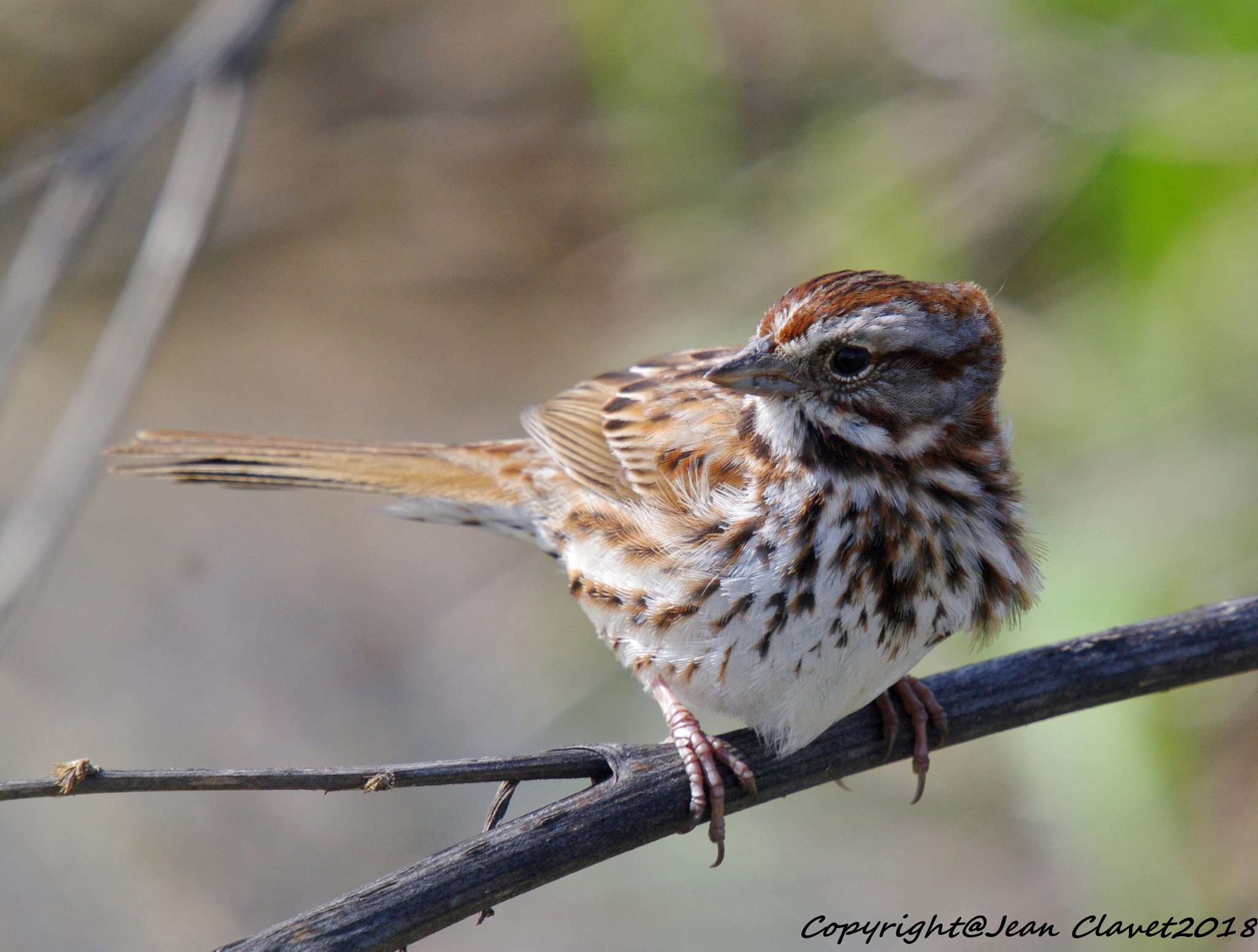 Pentax K-7 sample photo. Bruant chanteur/ song sparrow photography