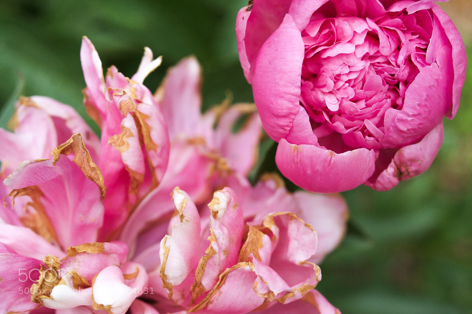 Canon EOS 40D sample photo. Peonies photography
