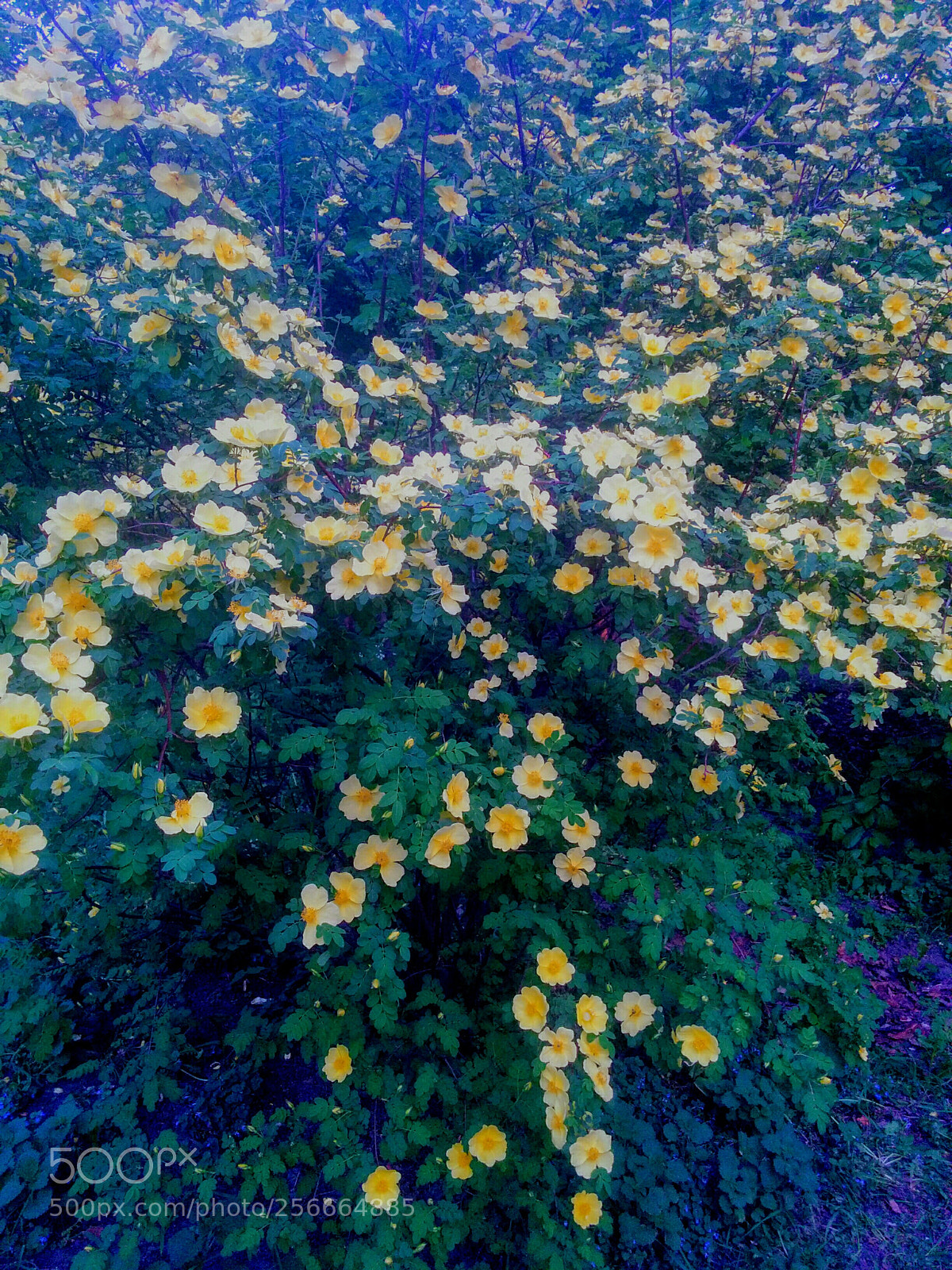LG Nexus 5 sample photo. Untitled photography