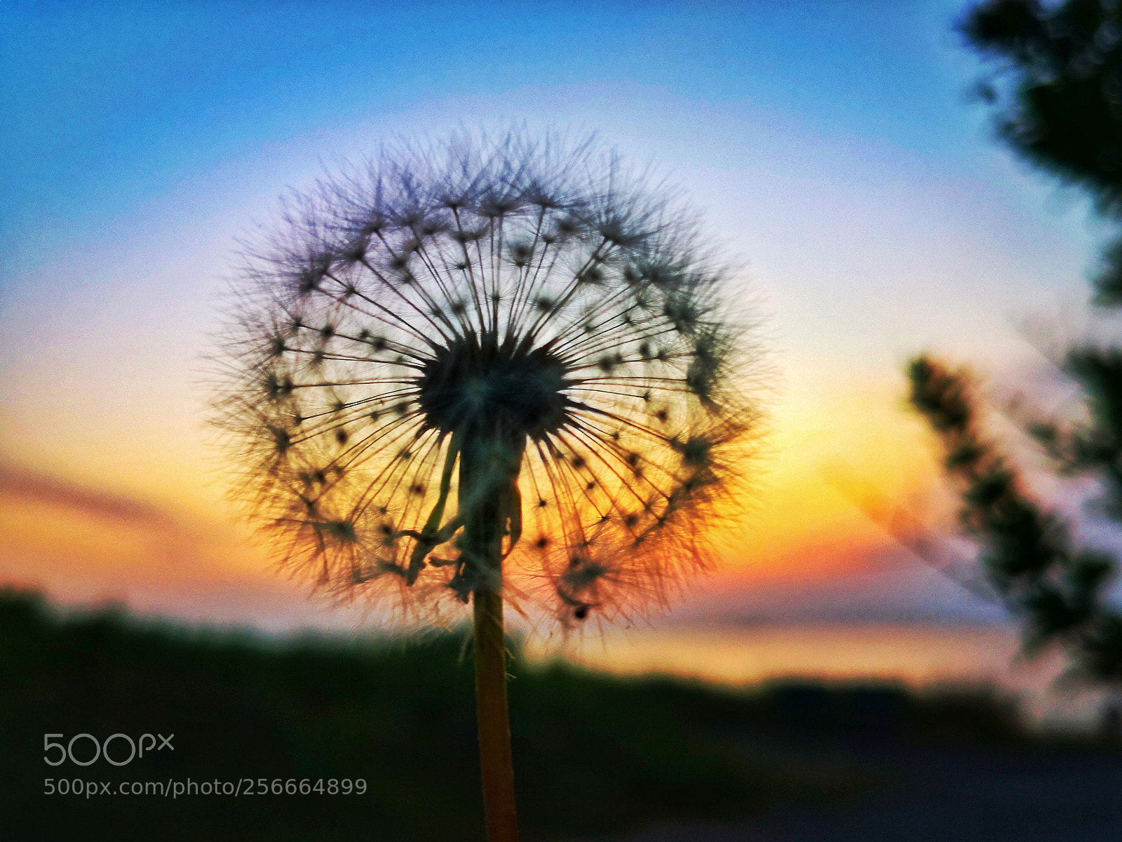 HUAWEI Mate 10 Pro sample photo. Dandelion photography
