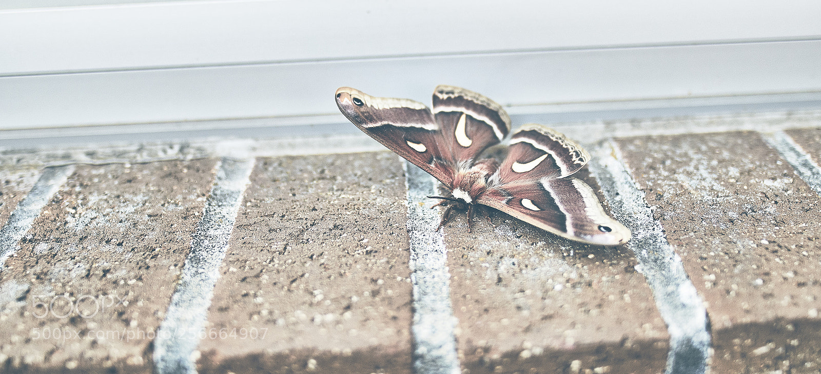 Canon EOS 7D Mark II sample photo. Surprise at work photography