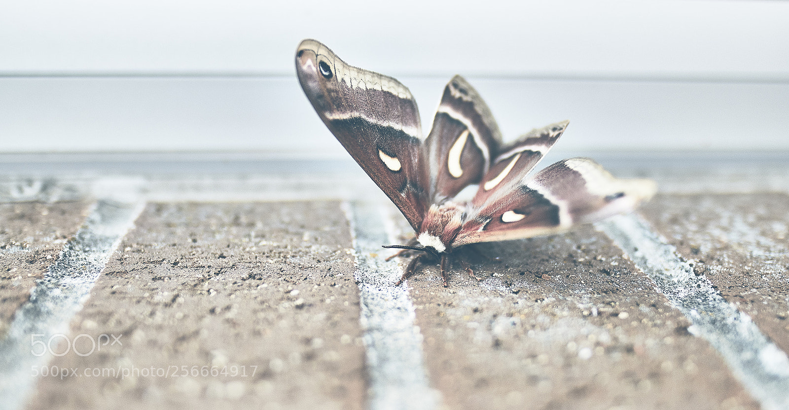 Canon EOS 7D Mark II sample photo. Surprise at work photography