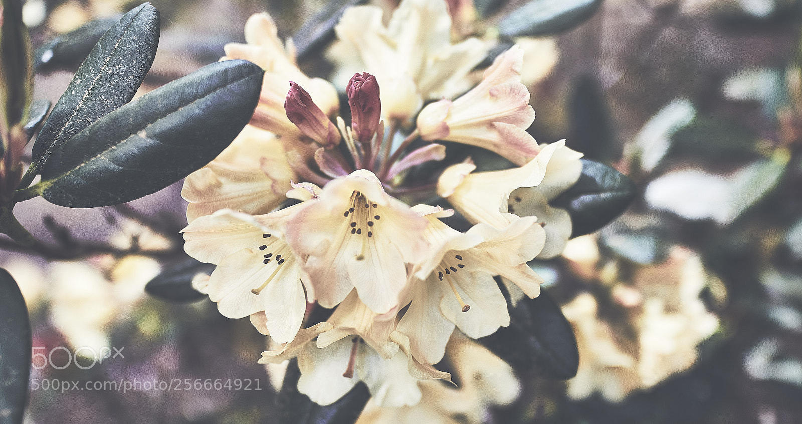 Canon EOS 7D Mark II sample photo. Spring photography