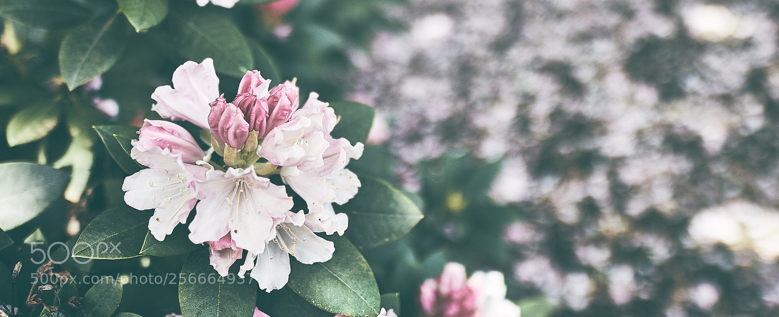 Canon EOS 7D Mark II sample photo. Spring photography