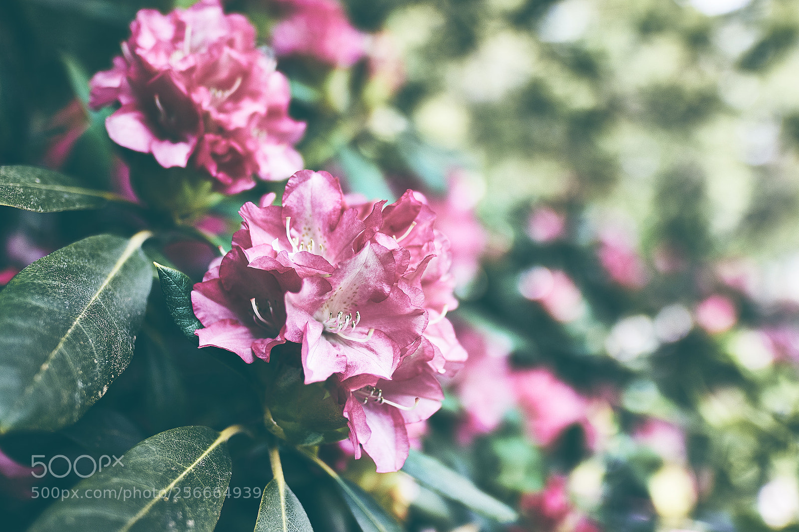 Canon EOS 7D Mark II sample photo. Spring photography