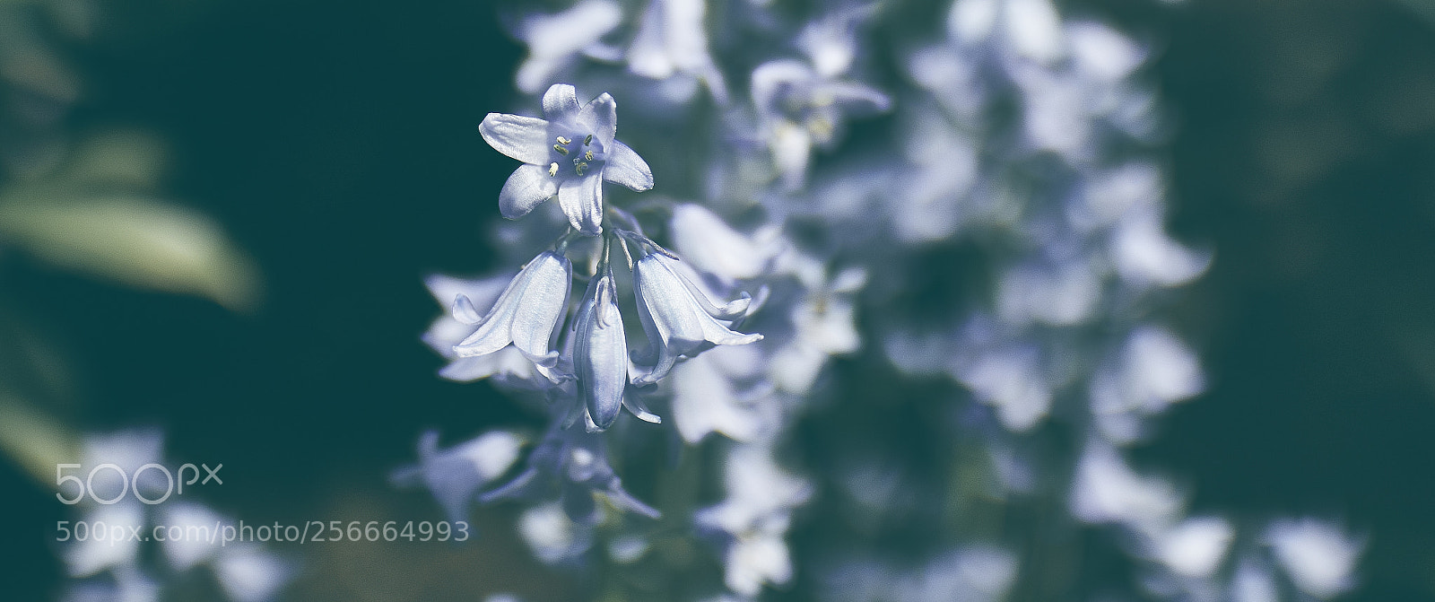 Canon EOS 7D Mark II sample photo. Spring photography