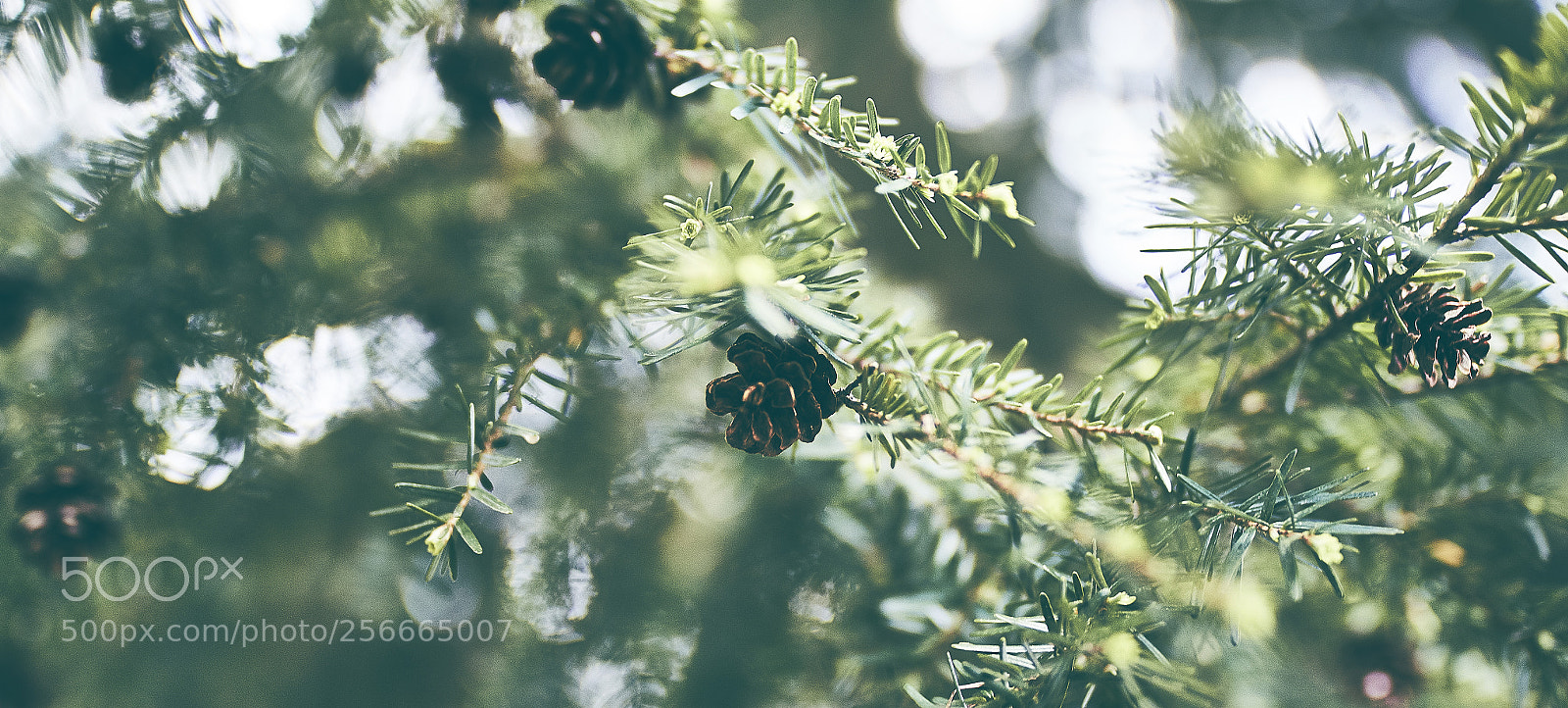 Canon EOS 7D Mark II sample photo. Spring photography