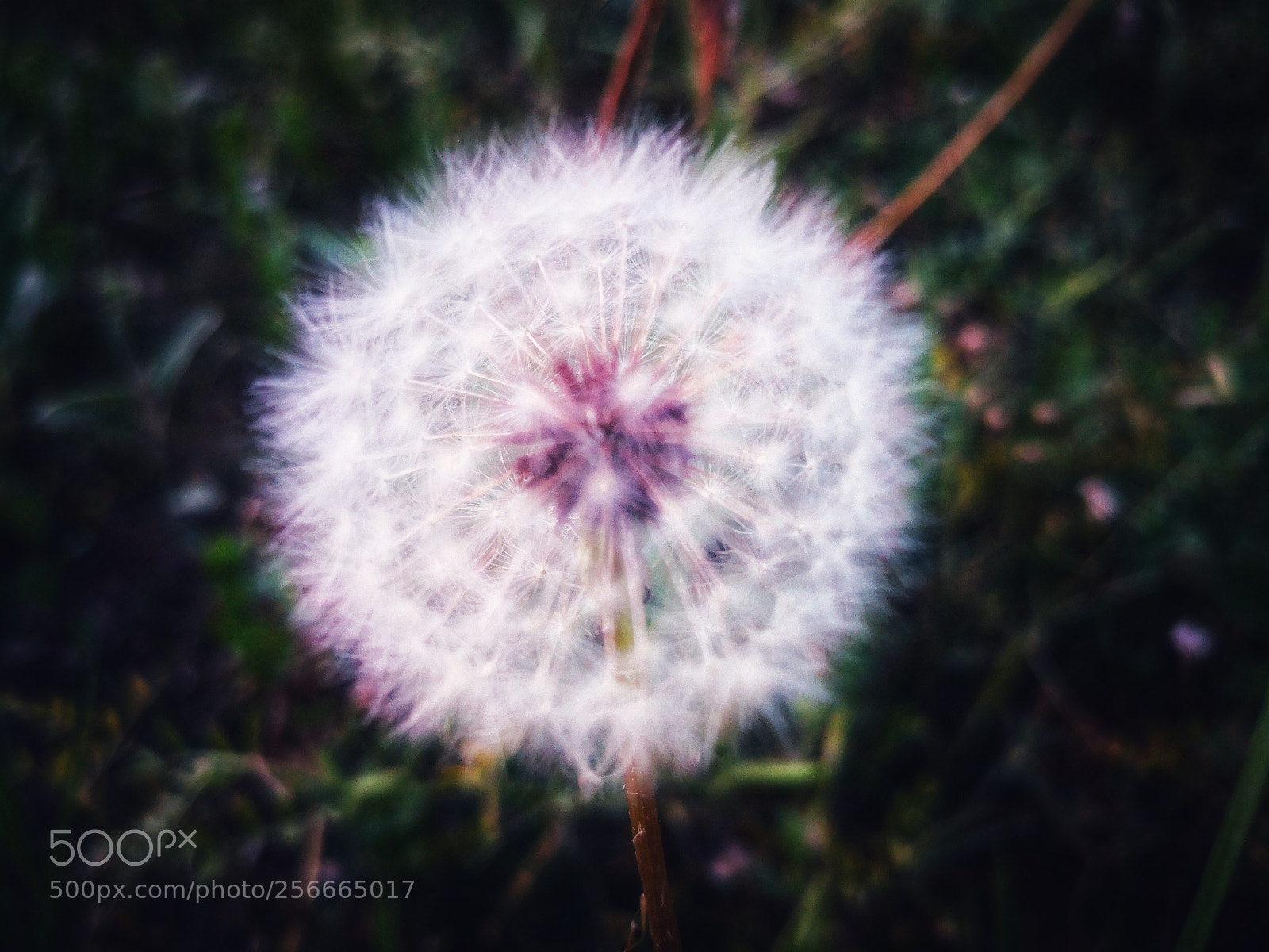HUAWEI Mate 10 Pro sample photo. Dandelion photography