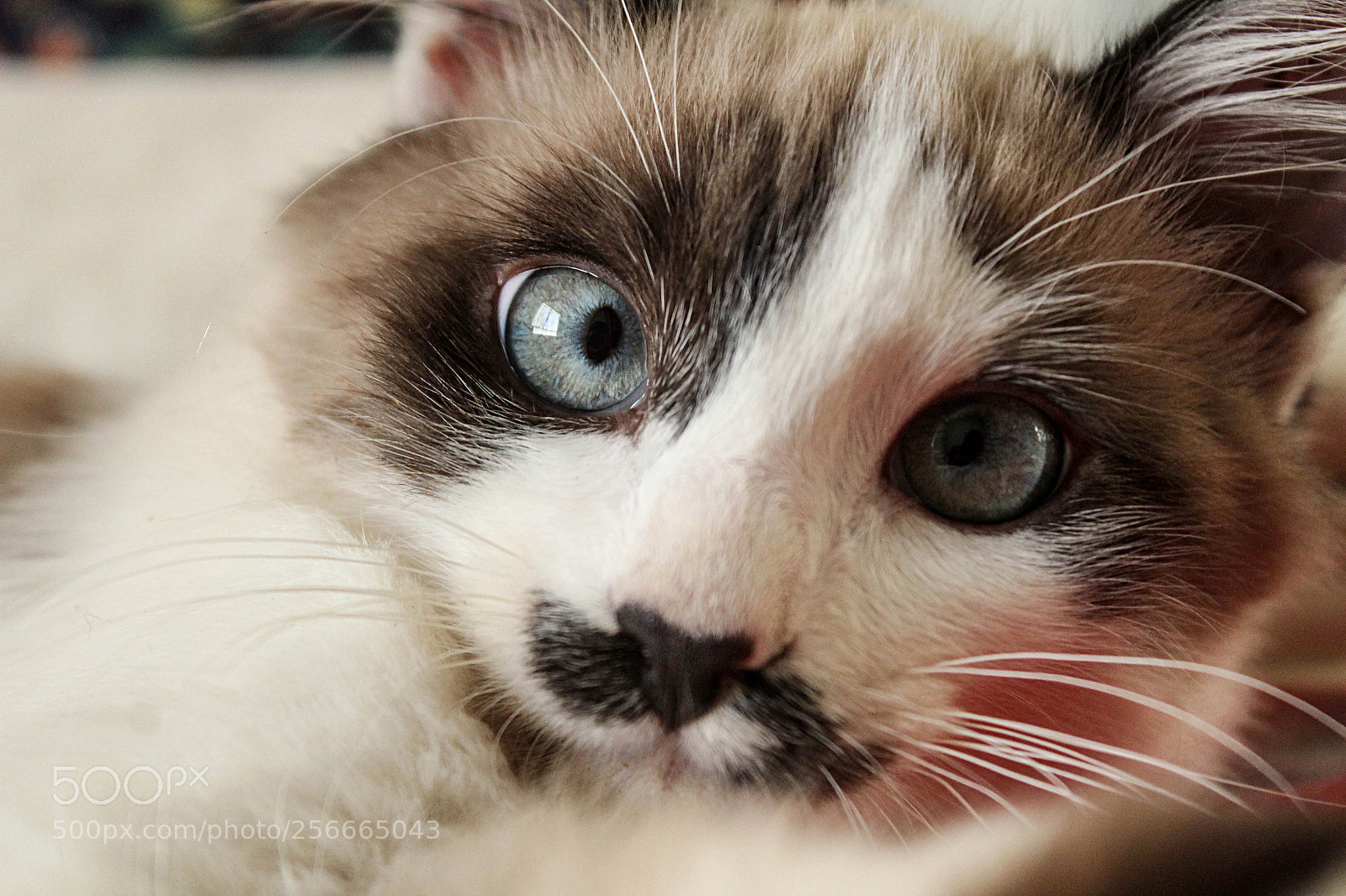 Canon EOS 1200D (EOS Rebel T5 / EOS Kiss X70 / EOS Hi) sample photo. Senhor mustache photography