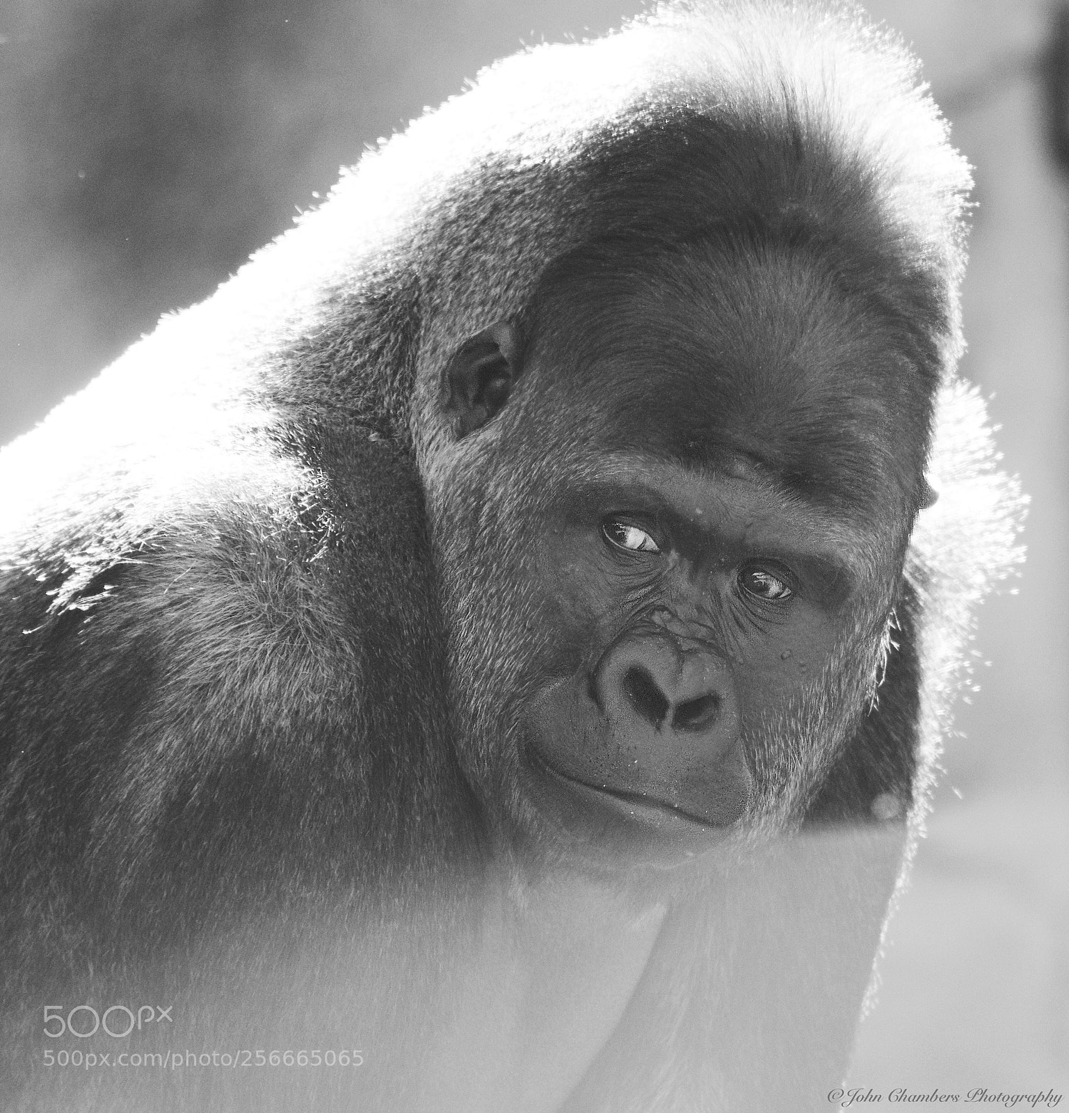 Nikon D5500 sample photo. Silverback in portrait photography