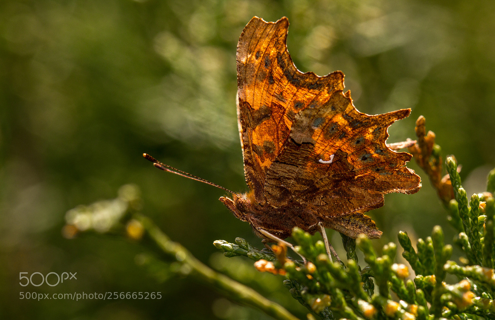 Canon EOS 7D sample photo. Comma - polygonia c-album photography