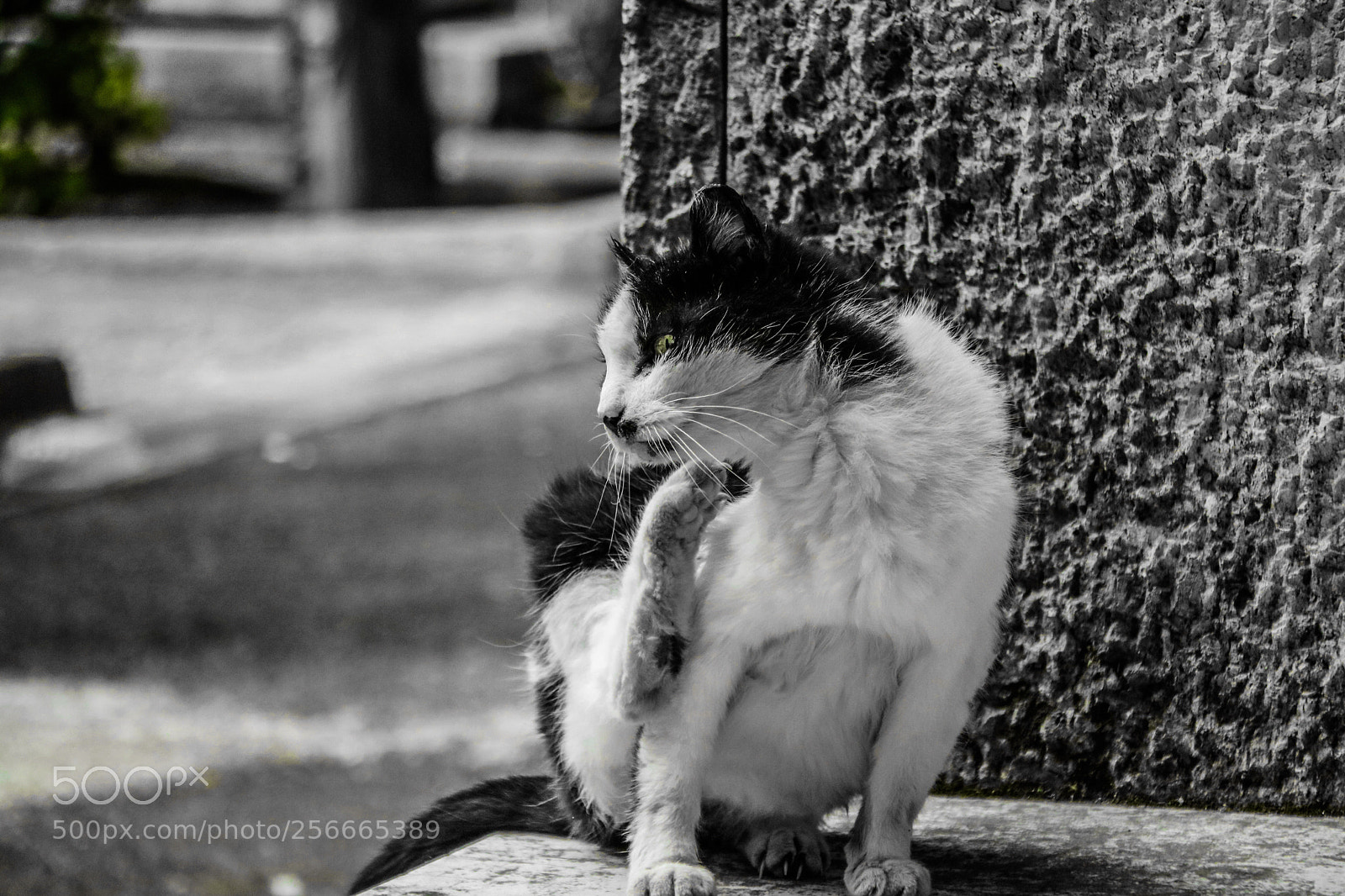 Canon EOS 760D (EOS Rebel T6s / EOS 8000D) sample photo. Una grattatina !!!  photography