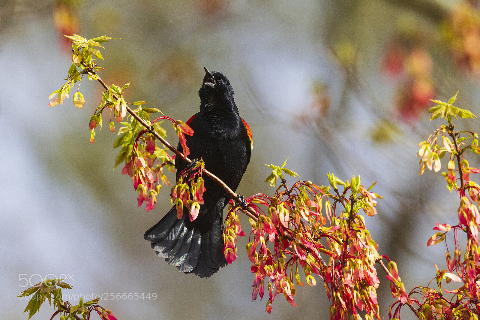 Canon EOS-1D Mark IV sample photo. Red winged blackbird uc photography