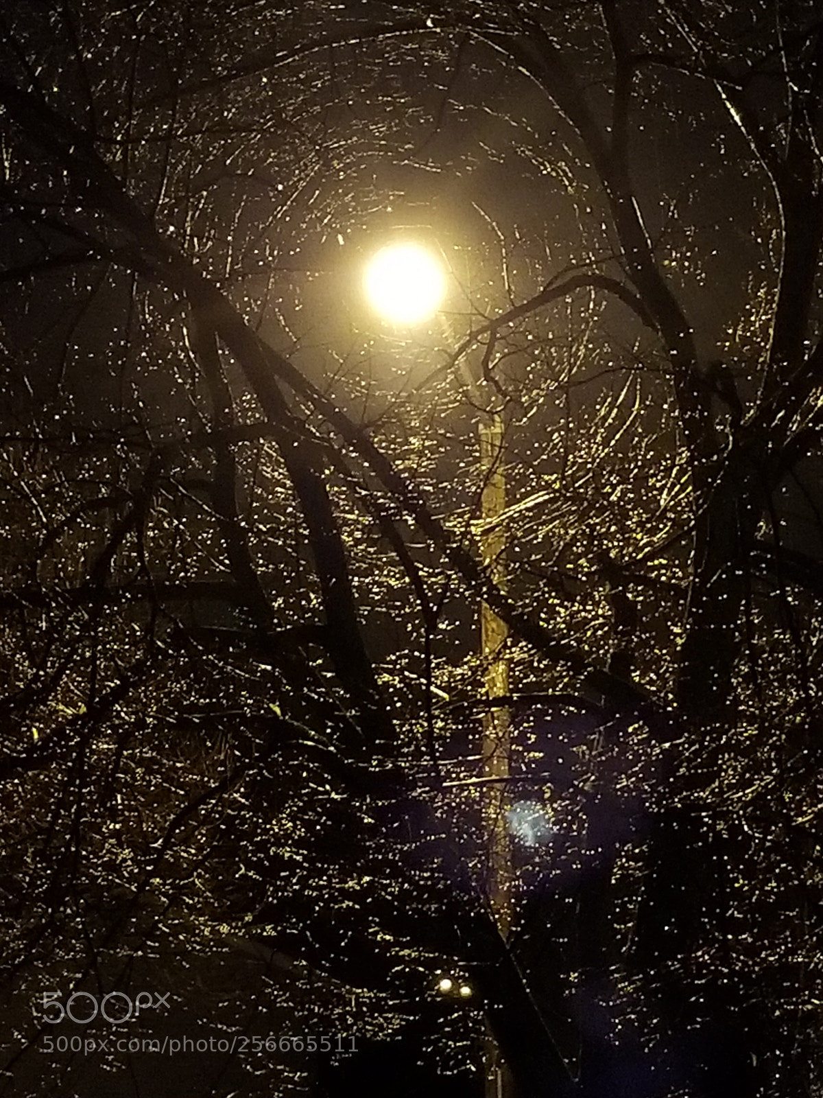 Samsung Galaxy S8 sample photo. Tree surrounds a street photography