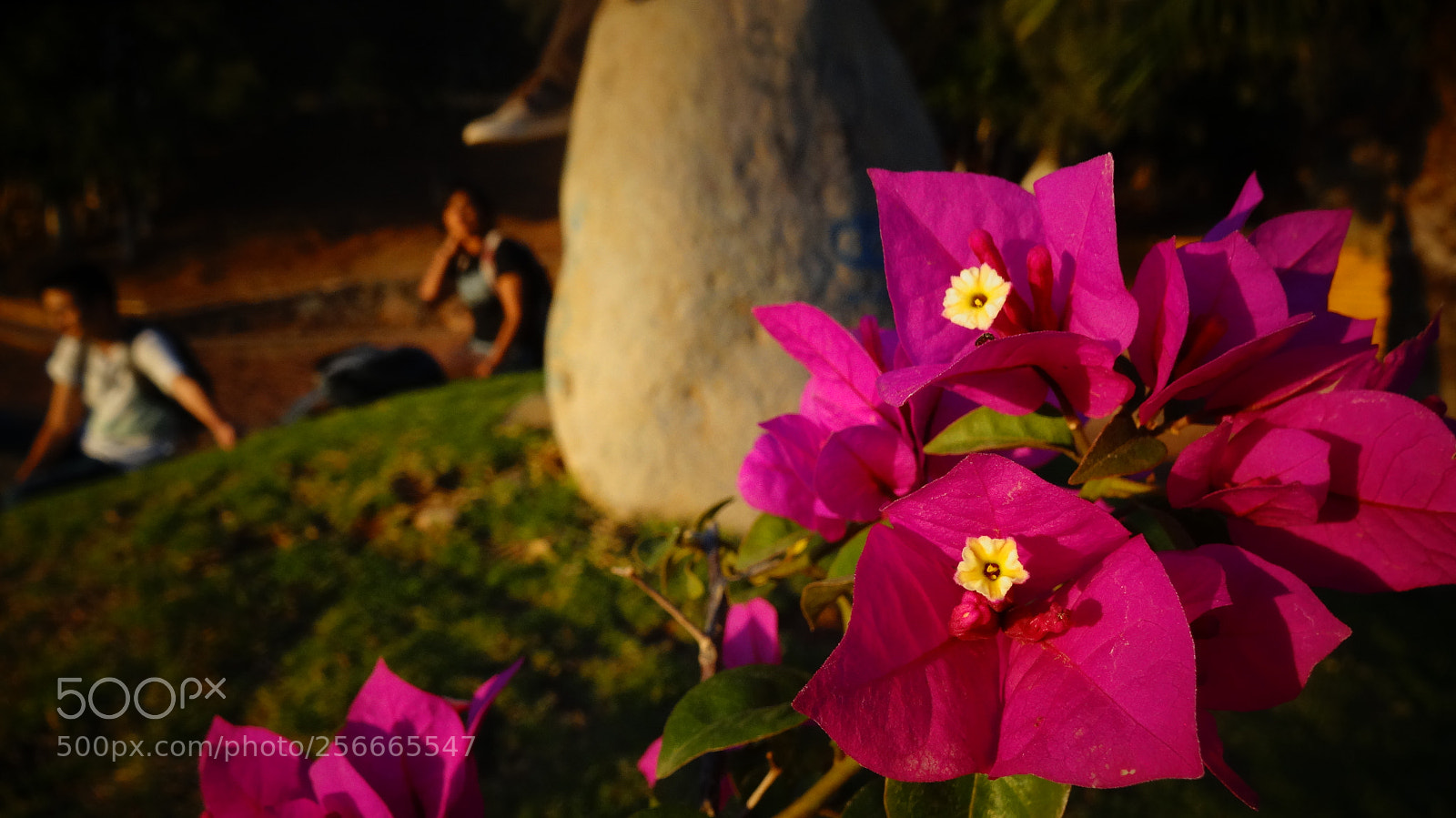 Sony Cyber-shot DSC-HX20V sample photo. Springtime photography