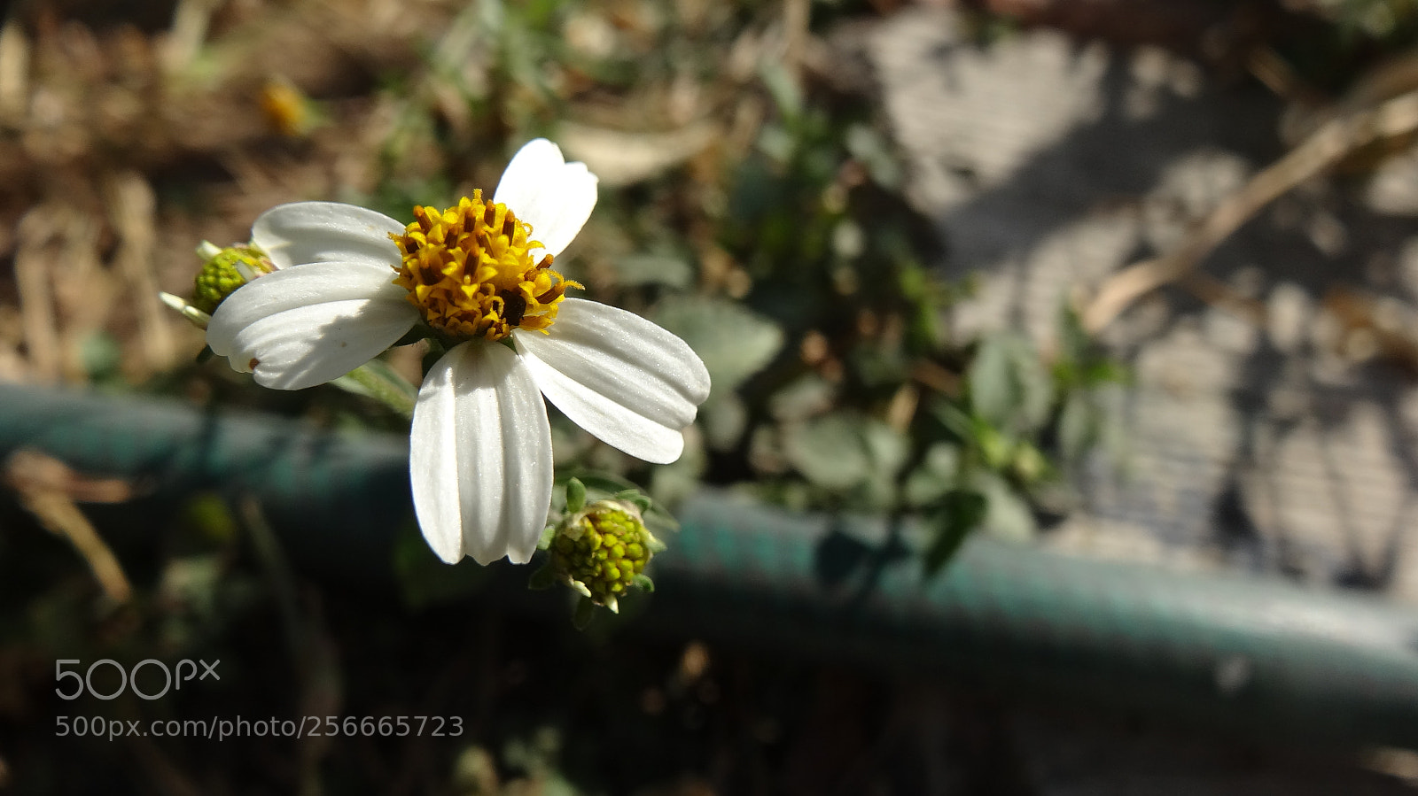 Sony Cyber-shot DSC-HX20V sample photo. Manzanilla photography