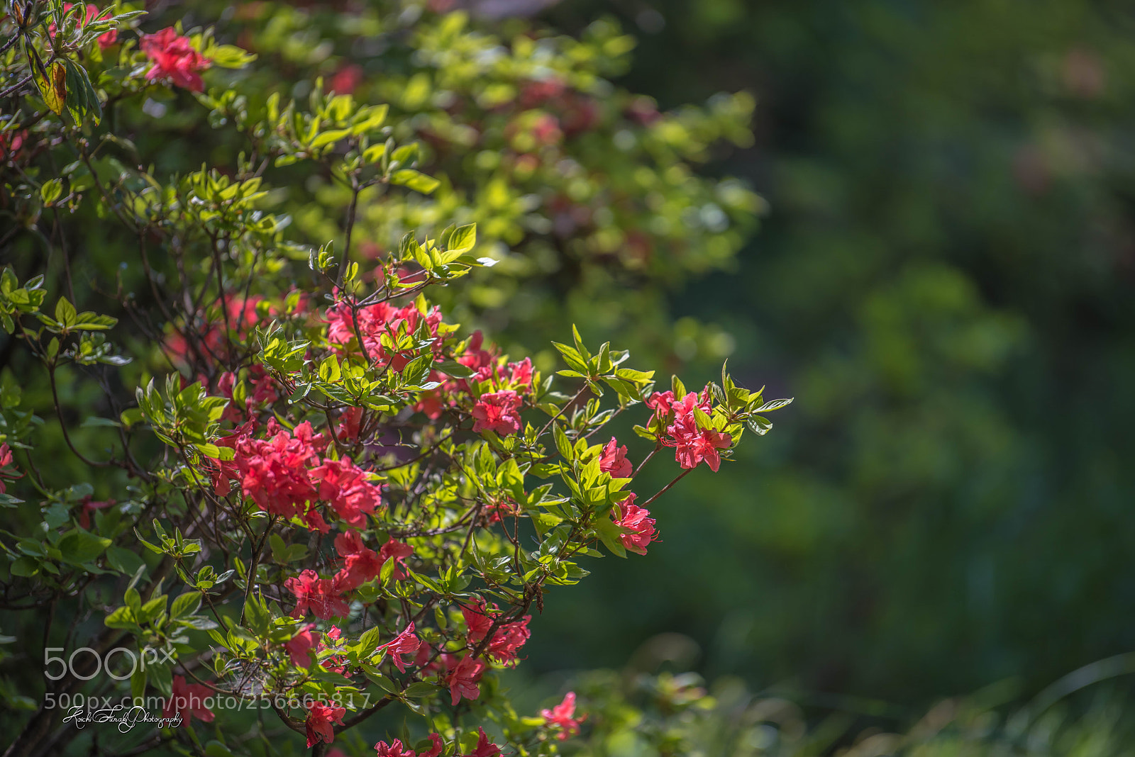 Nikon D810 sample photo. In the morning walk photography