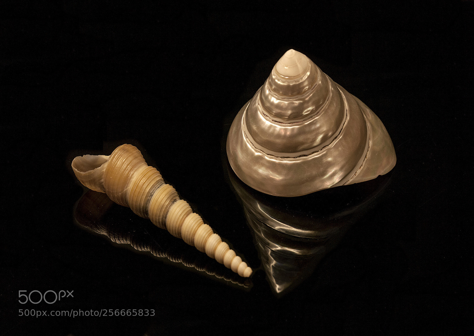 Canon EOS 5D Mark II sample photo. Shell photography