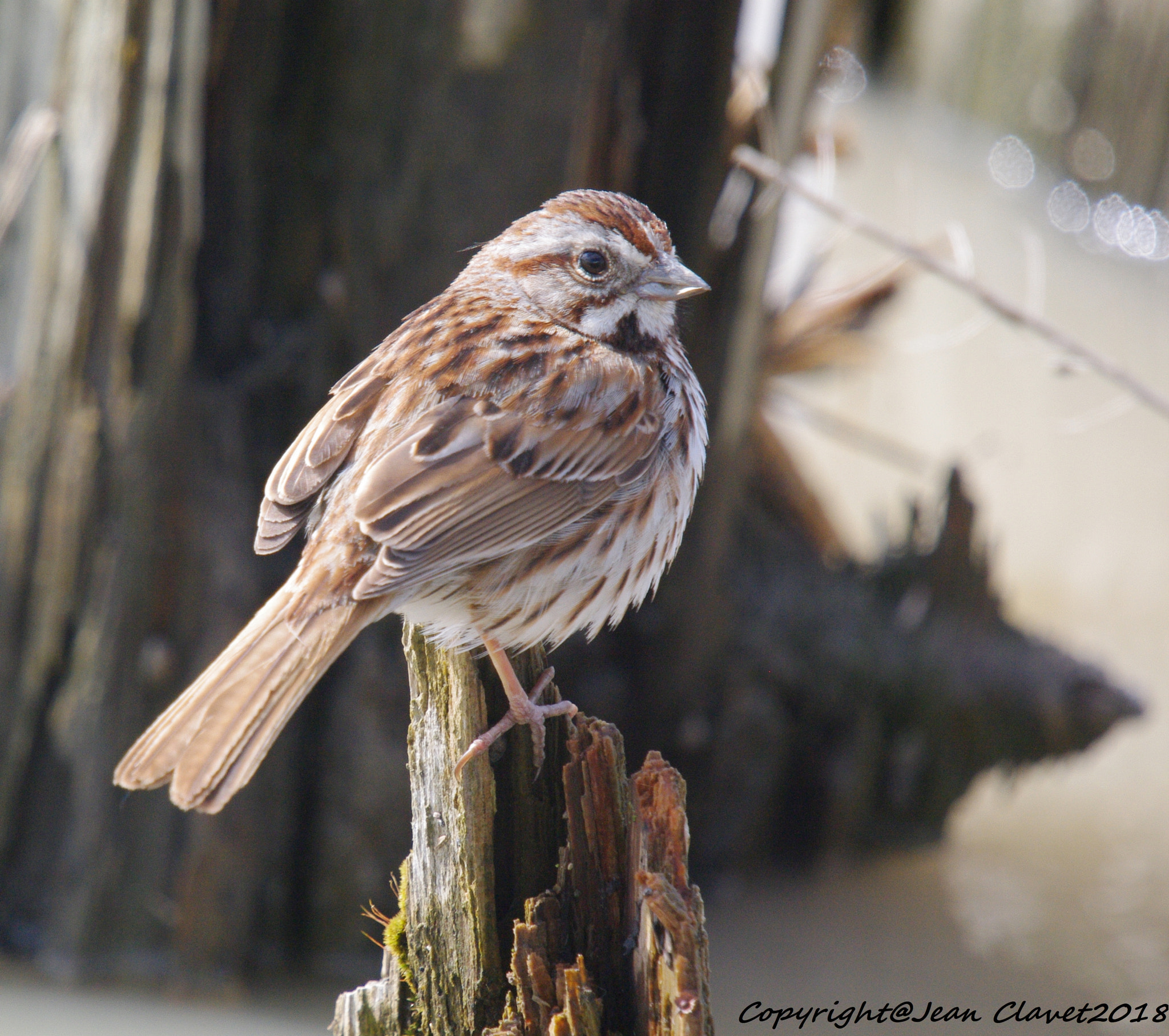 Pentax K-7 + Sigma sample photo. Bruant chanteur/ song sparrow photography