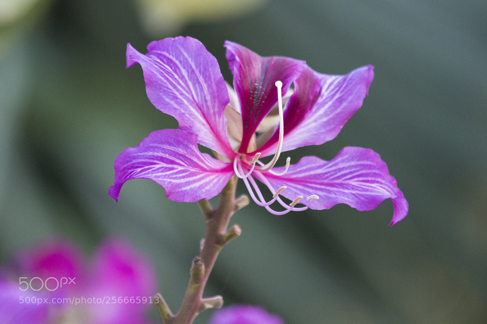 Canon EOS 70D sample photo. Happy flower photography