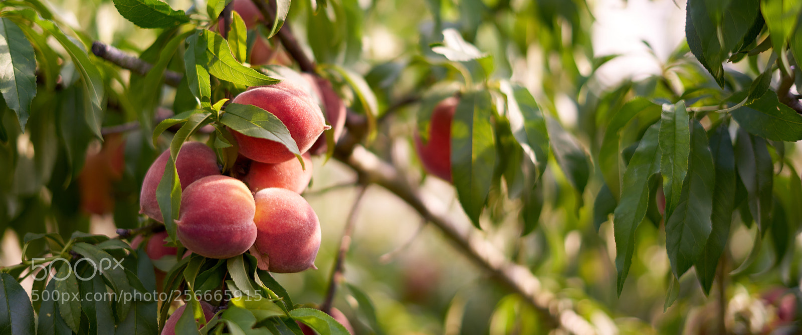 Sony a7R II sample photo. Peach tree @ backyard photography