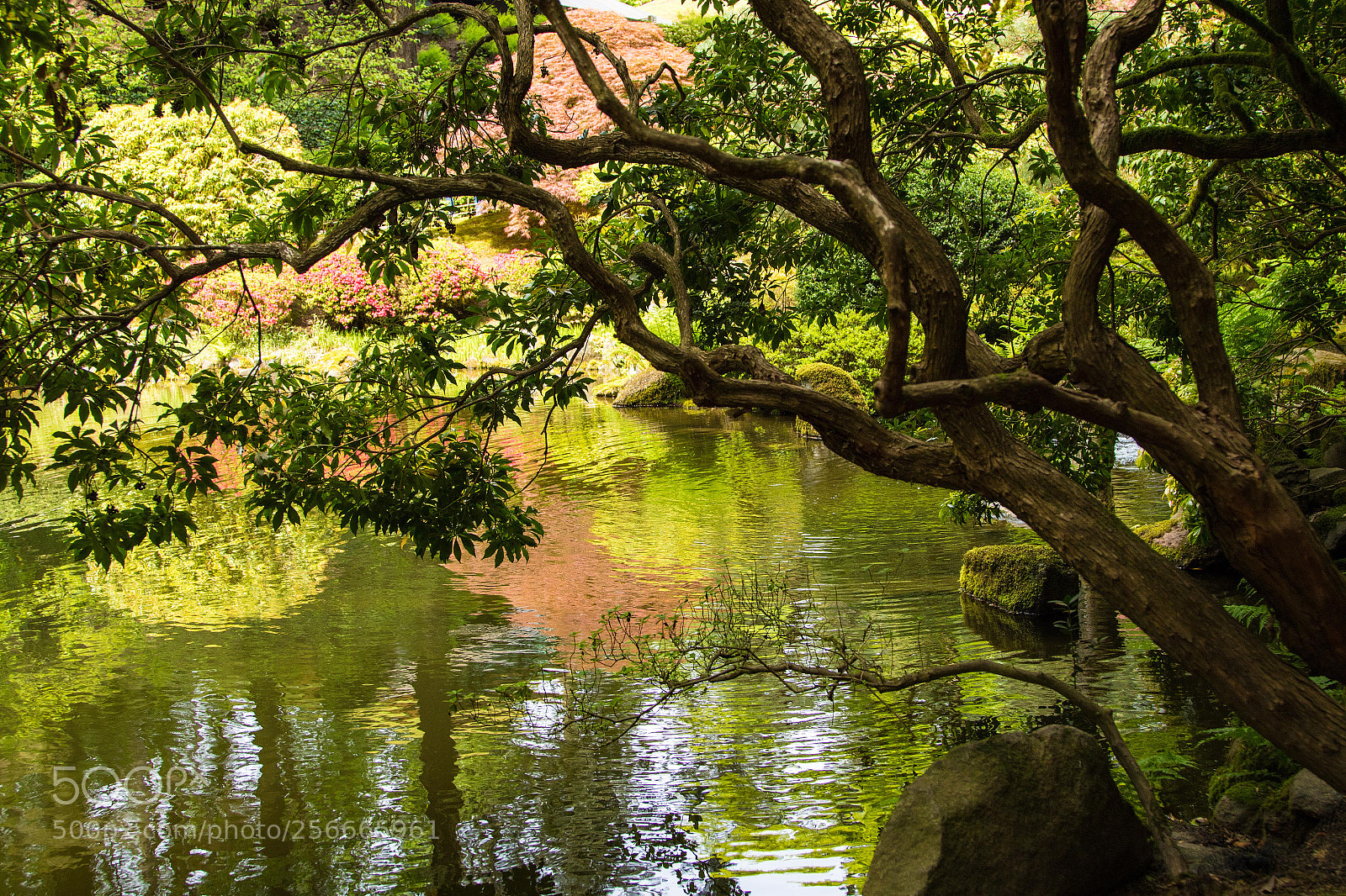 Canon EOS 7D Mark II sample photo. Reflecting pond photography