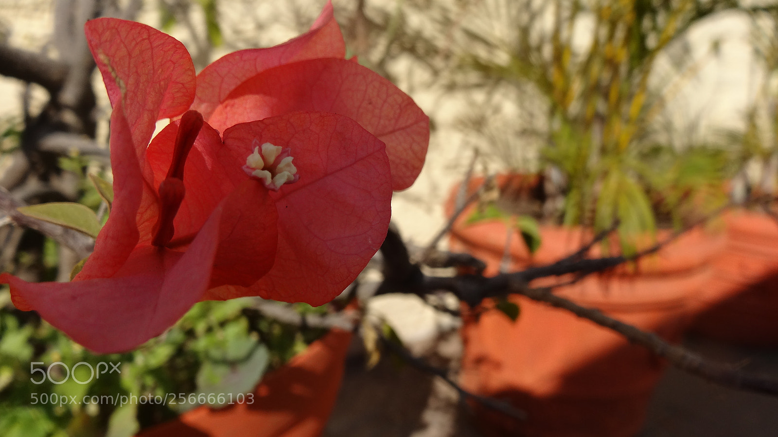 Sony Cyber-shot DSC-HX20V sample photo. Red photography