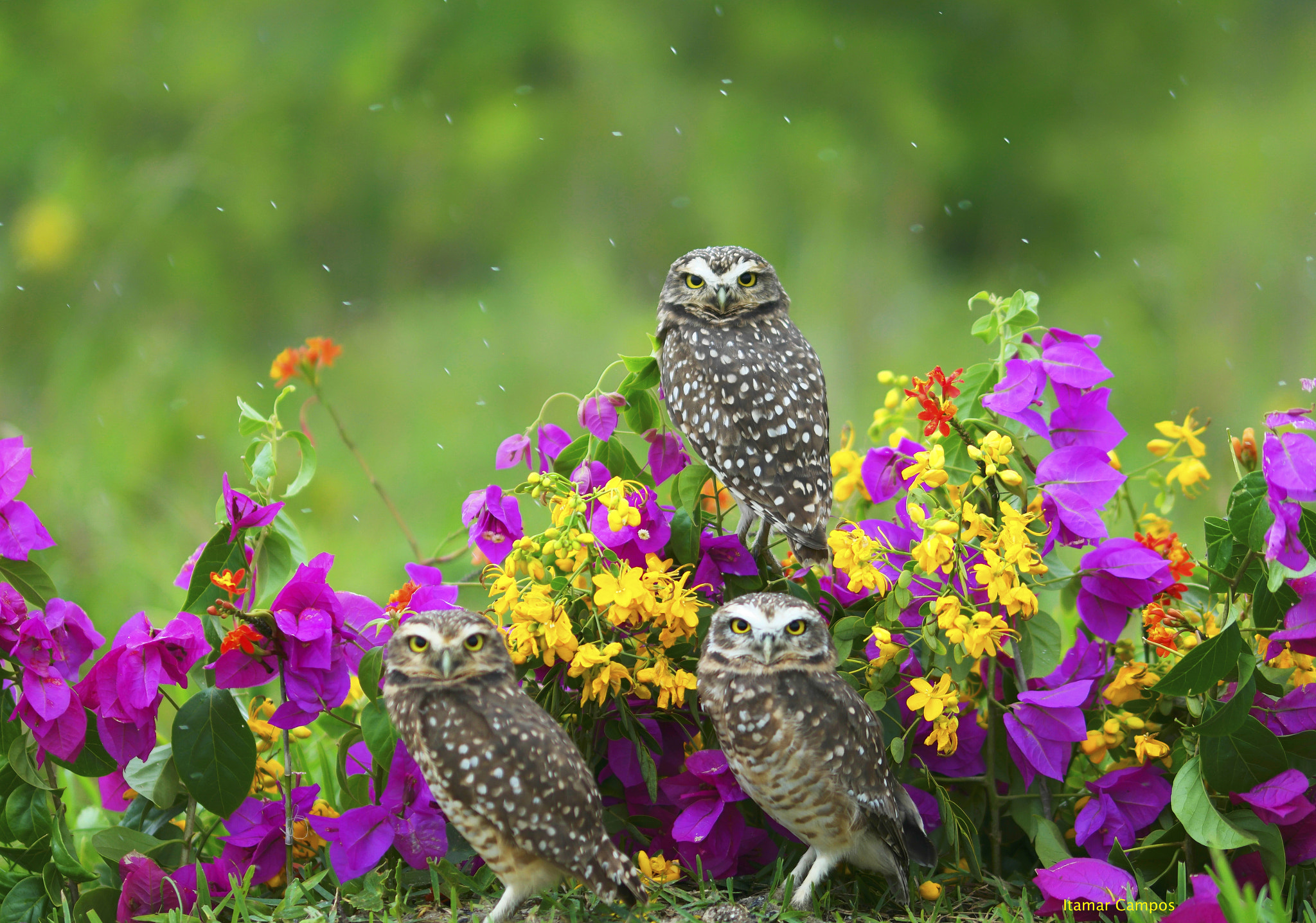 Samsung NX1 sample photo. Family owl! photography