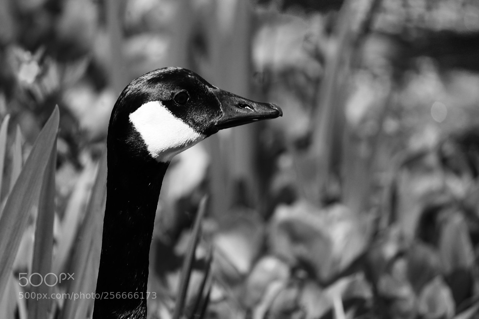 Canon EOS 750D (EOS Rebel T6i / EOS Kiss X8i) sample photo. Canadian goose, vancouver bc photography