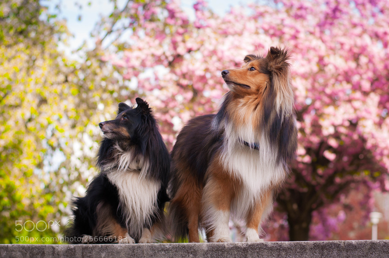Nikon D5000 sample photo. Shelties photography