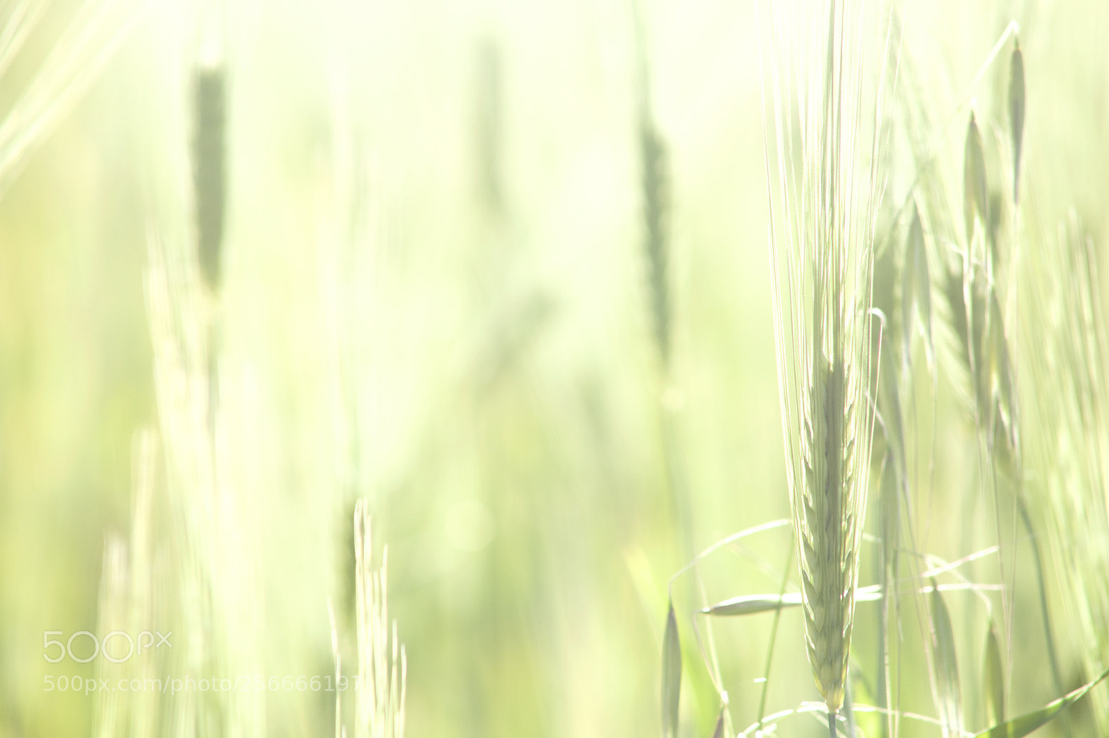Canon EOS 6D sample photo. Green field photography