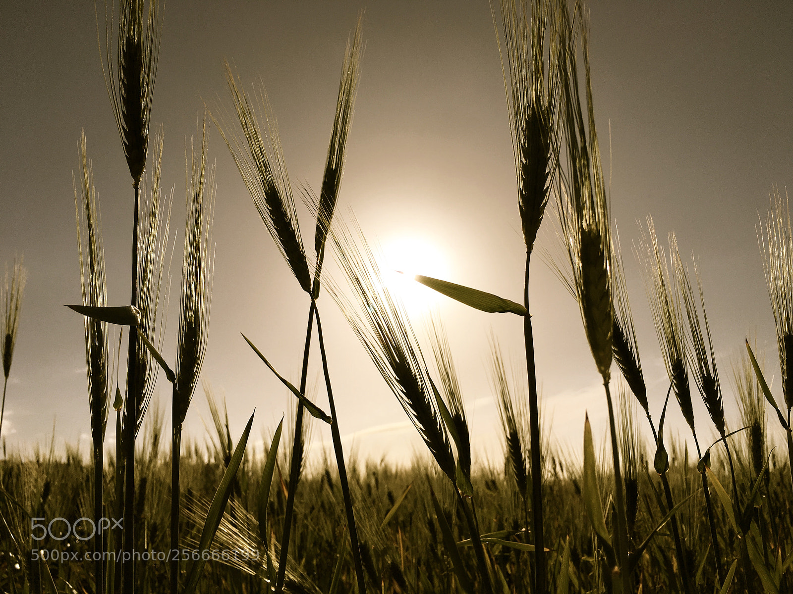 Apple iPhone 6s sample photo. Wheat photography