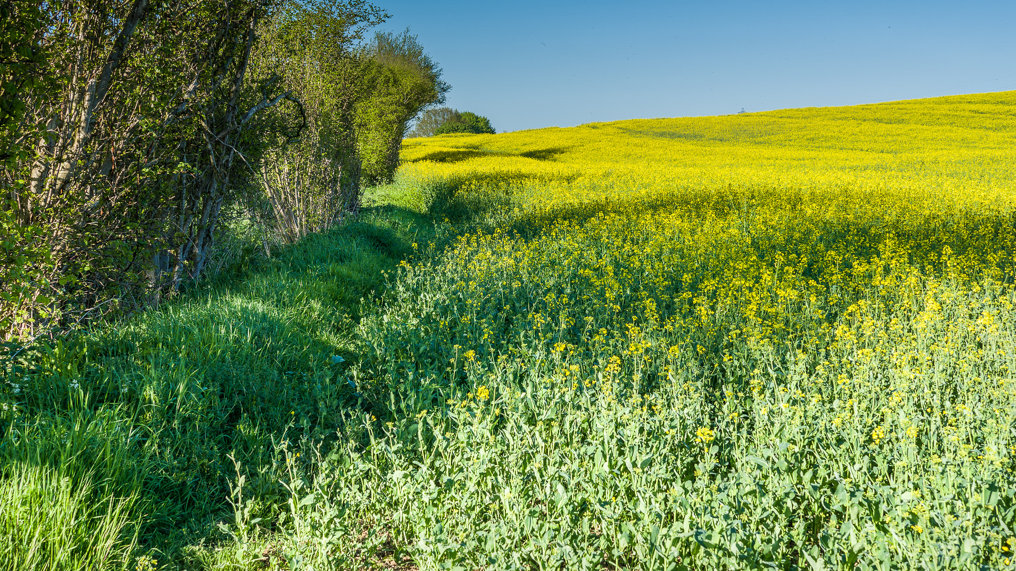 Leica CL sample photo. Spring has arrived photography