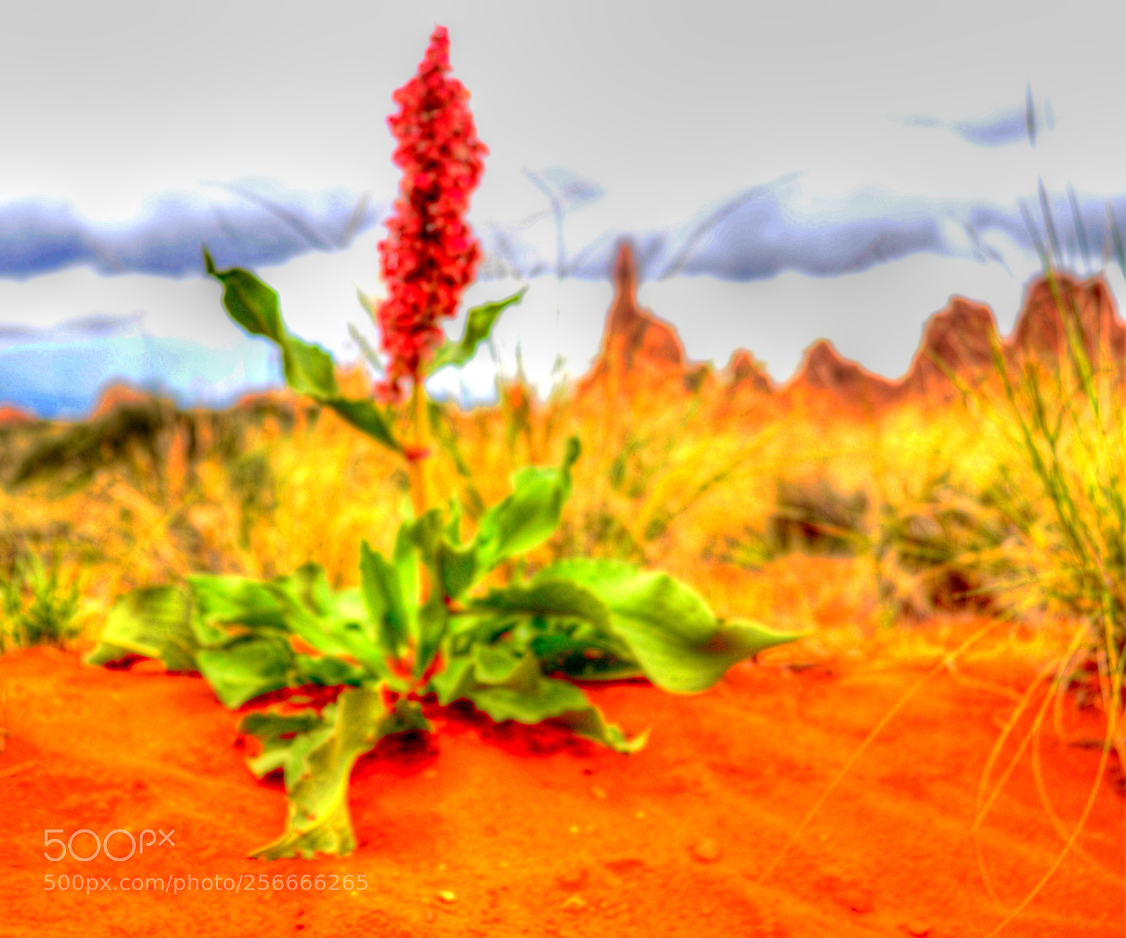 Nikon D610 sample photo. Canyon flower photography