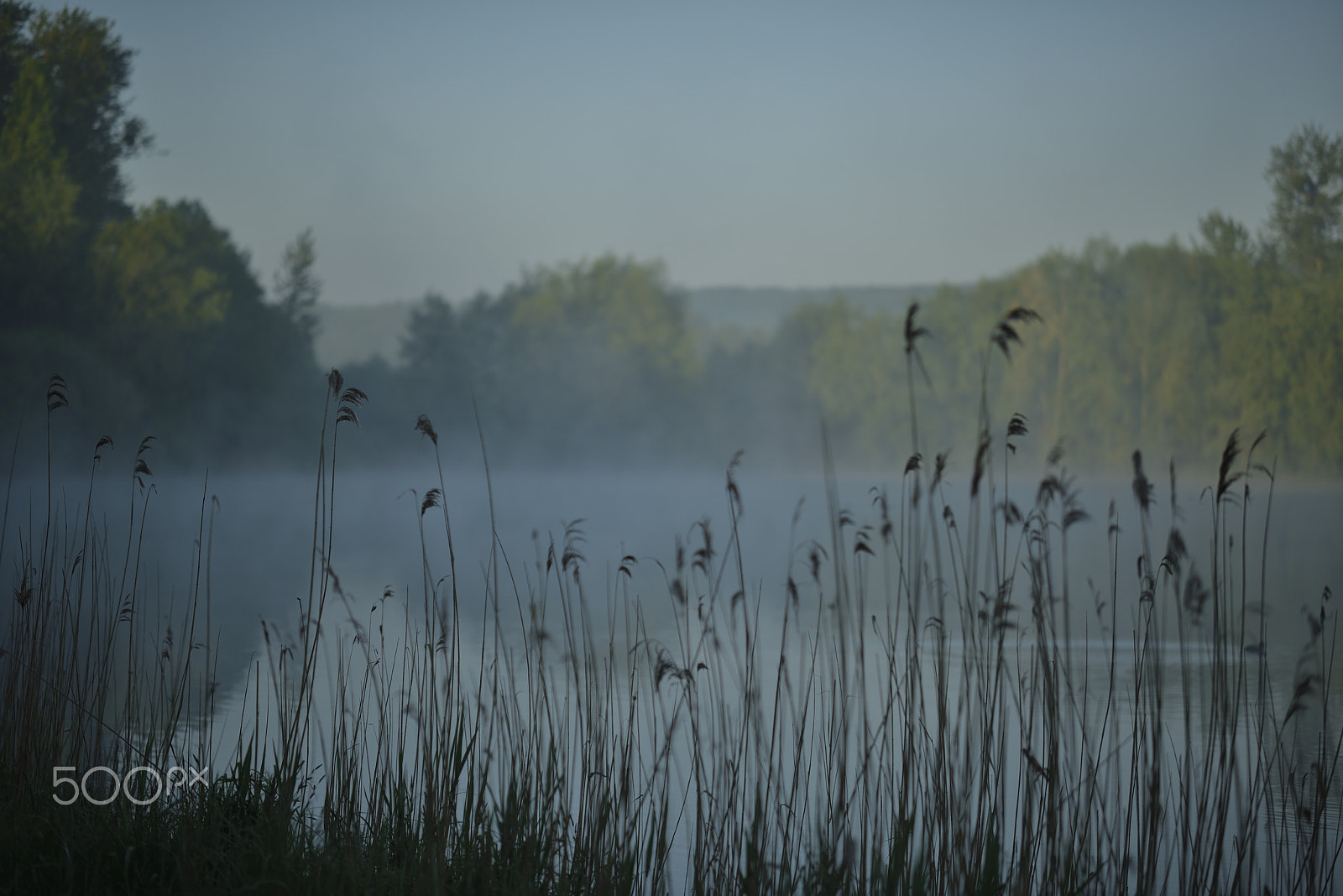 Zeiss Milvus 85mm f/1.4 sample photo. Mist space / espace de brume photography