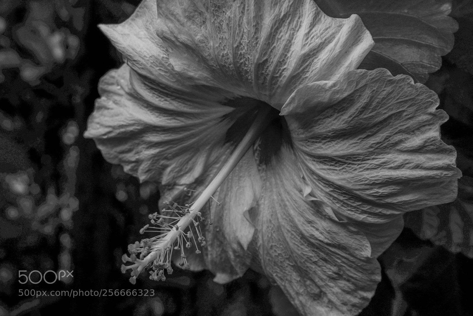 Nikon D610 sample photo. Hibiscus photography