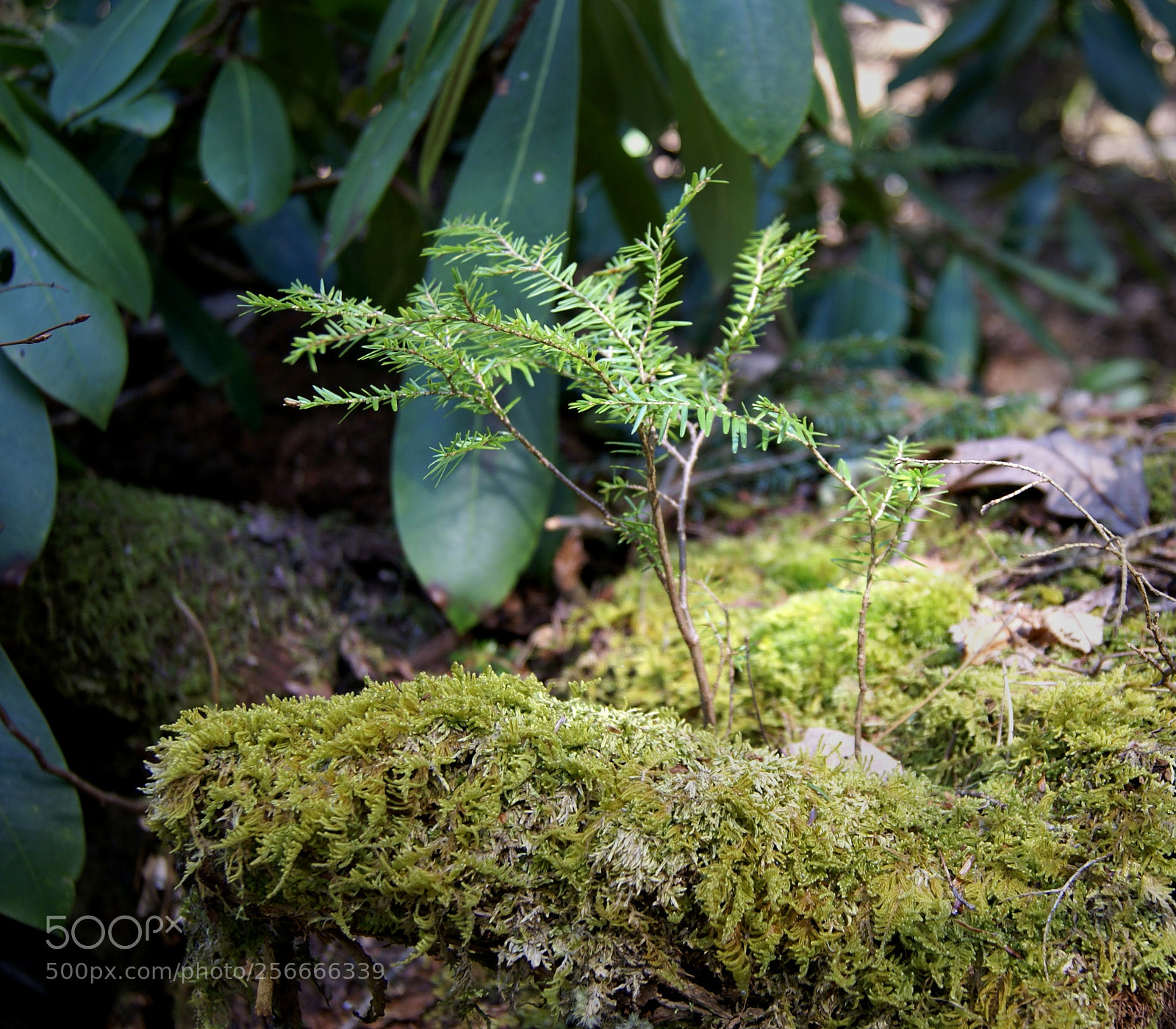 Sony Alpha DSLR-A100 sample photo. Small pine photography