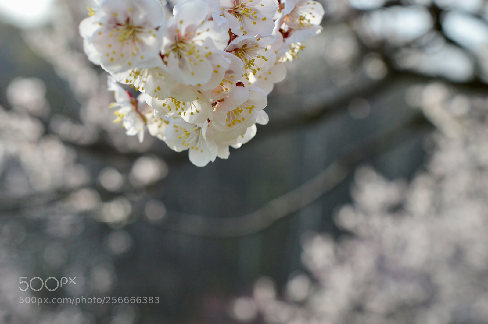 Nikon D3200 sample photo. A flower of an photography