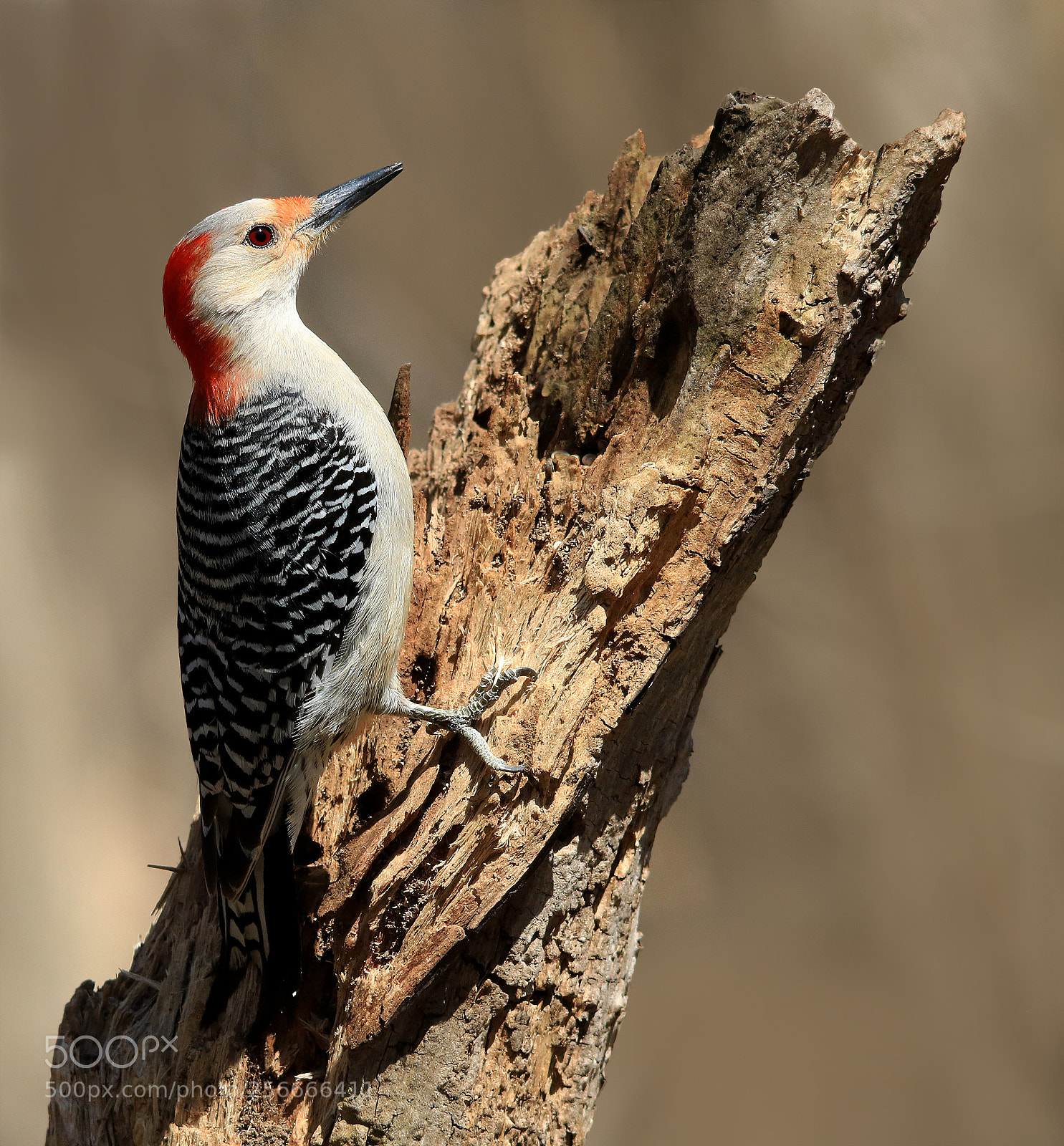 Canon EOS 750D (EOS Rebel T6i / EOS Kiss X8i) sample photo. Woodpecker on log photography