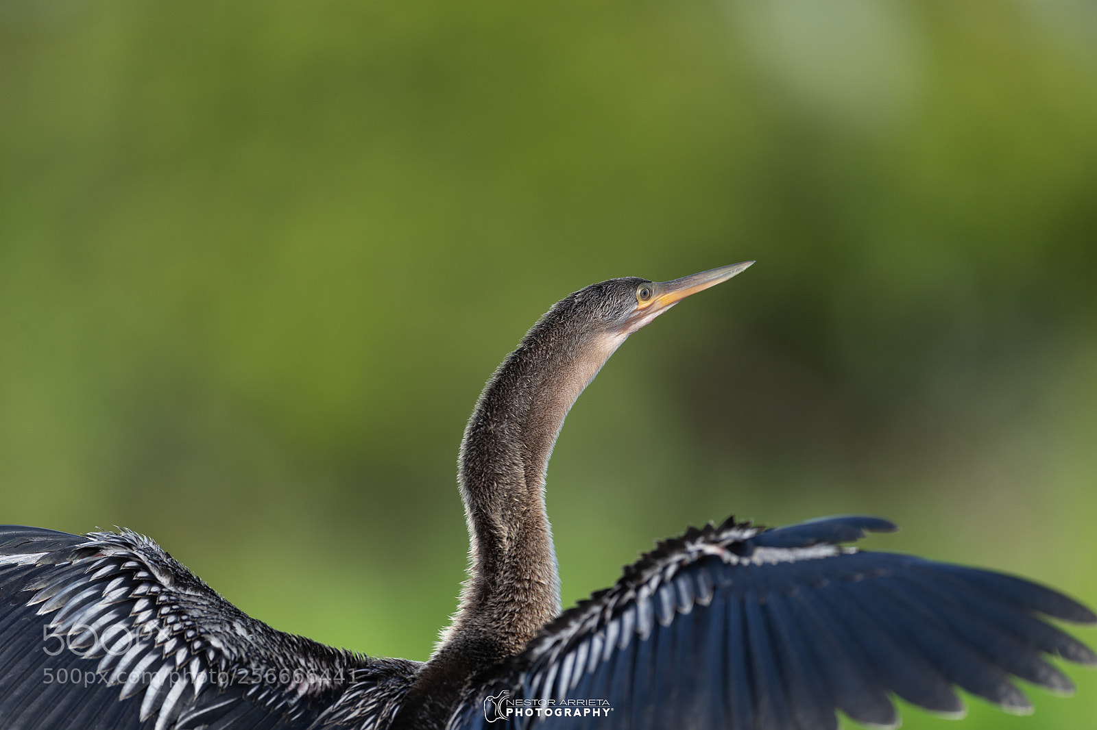Canon EOS-1D X Mark II sample photo. Anhinga photography