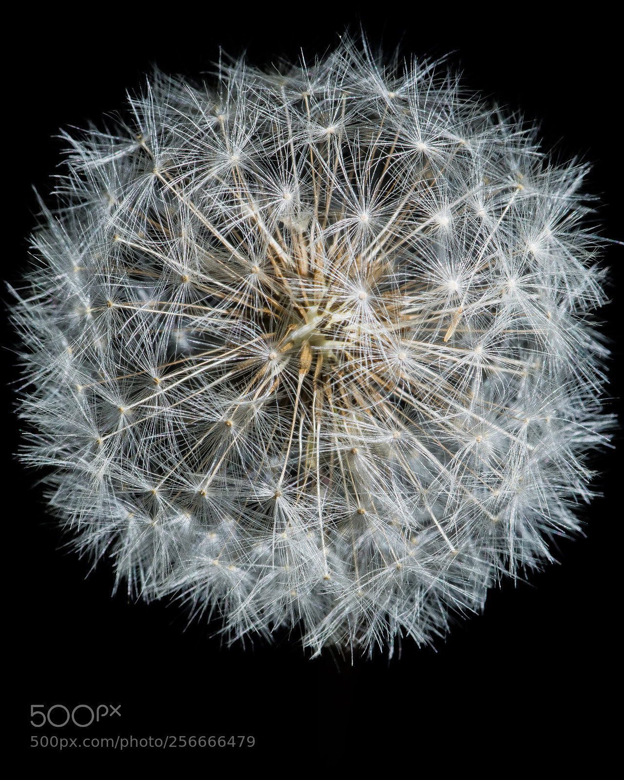 Nikon D500 sample photo. Red seed dandelion photography