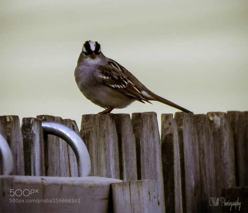 Canon EOS 650D (EOS Rebel T4i / EOS Kiss X6i) sample photo. Backyard bird photography