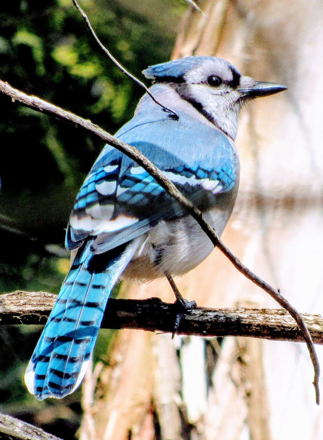 Canon PowerShot SX520 HS sample photo. Go jays, go! photography