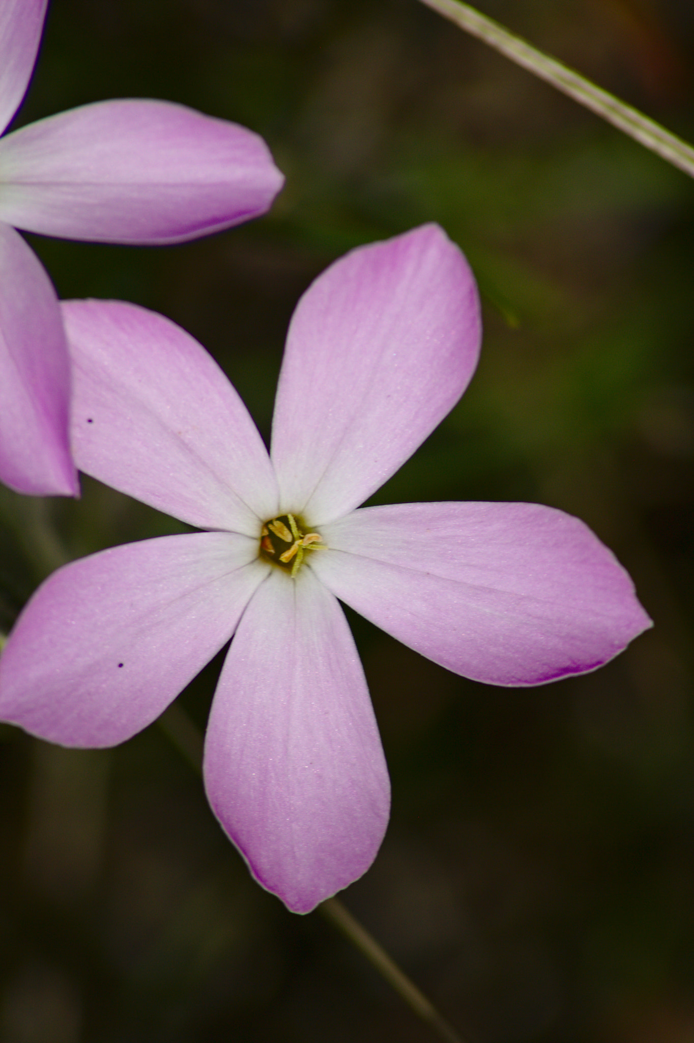 Canon EOS 1000D (EOS Digital Rebel XS / EOS Kiss F) sample photo. Spring is blooming photography