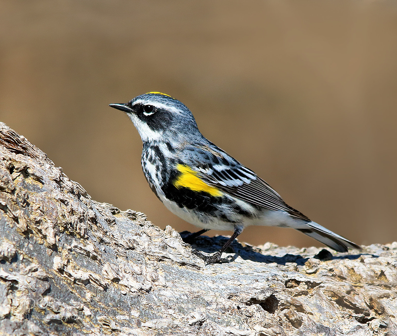 Canon EOS 750D (EOS Rebel T6i / EOS Kiss X8i) sample photo. Yellow rumped warbler photography