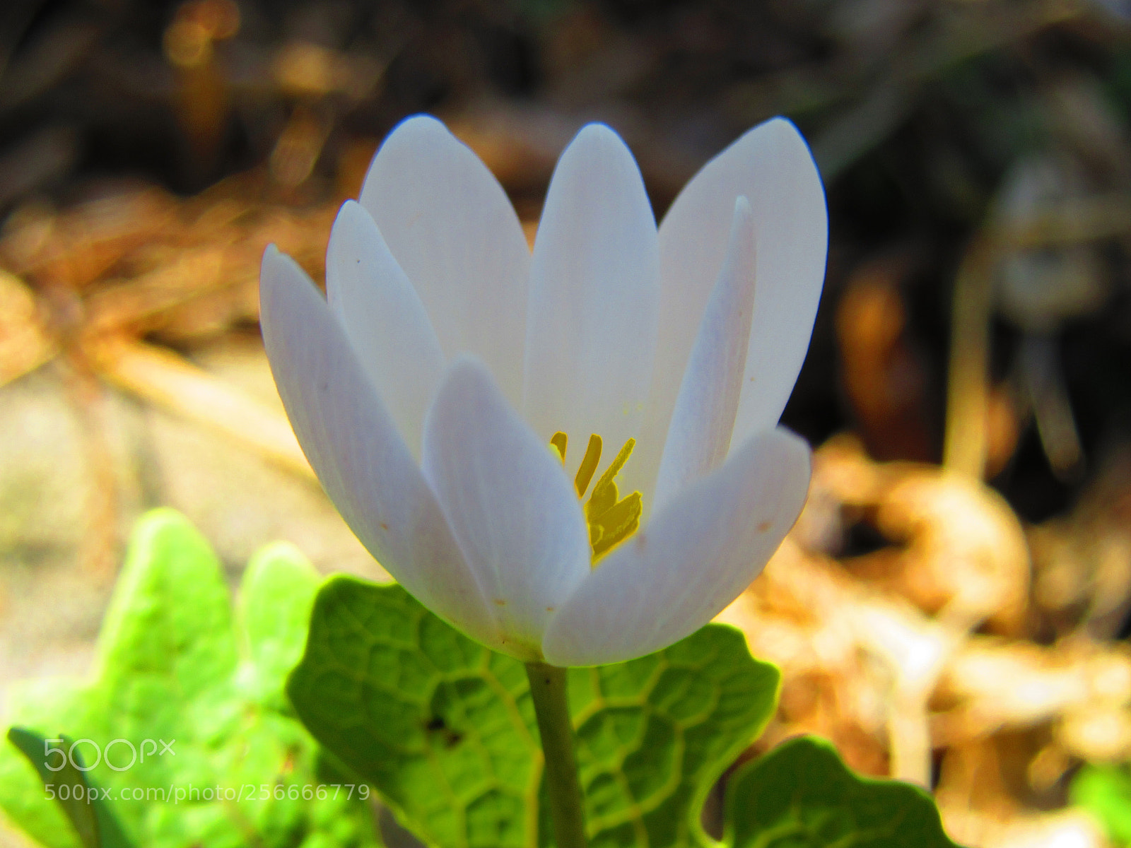 Canon PowerShot SX610 HS sample photo. Bloodroot blossom photography